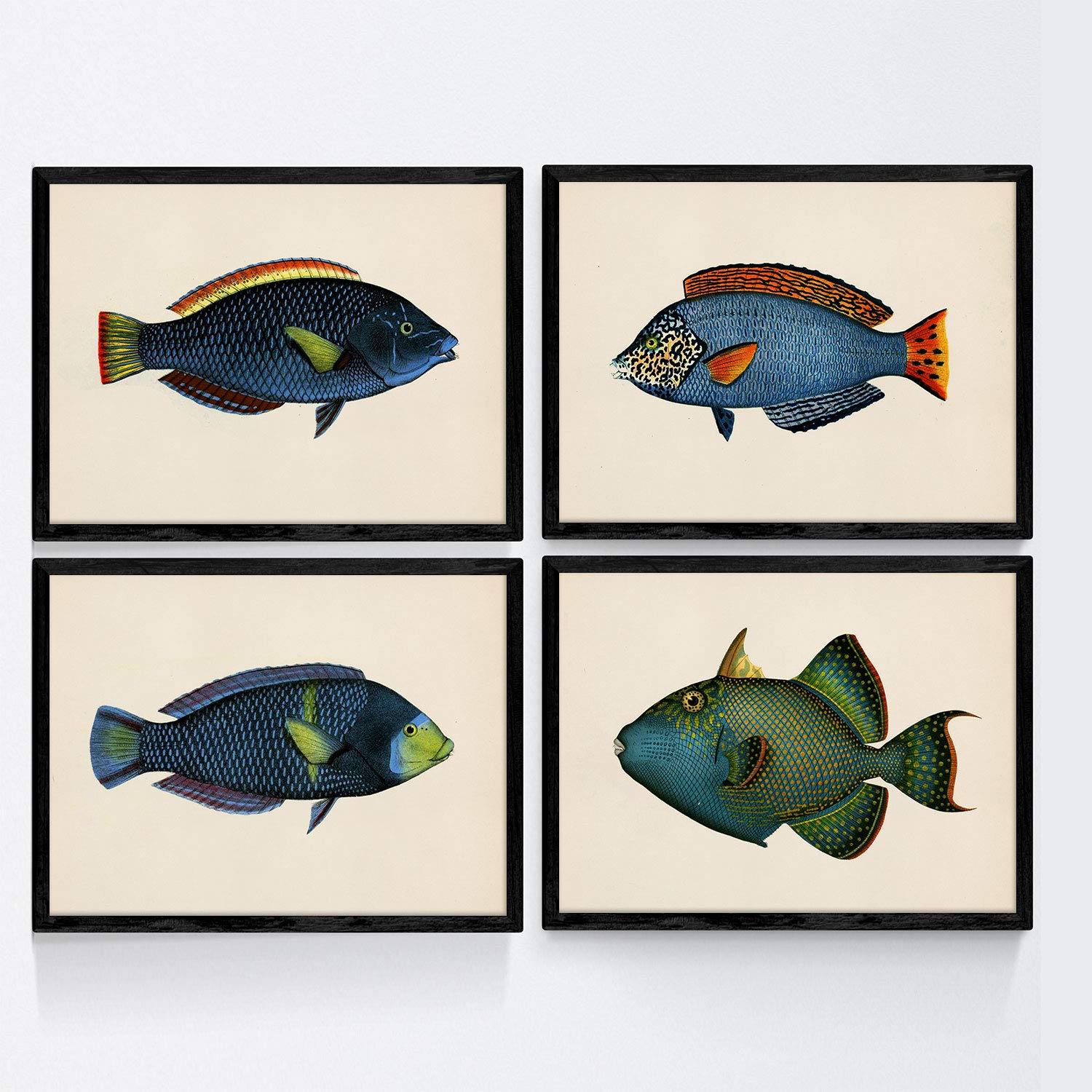 Set de 4 láminas con pez colorido efecto vintage tono azul verde composicion de 4 peces diferentes fondo papel antiguo vintage