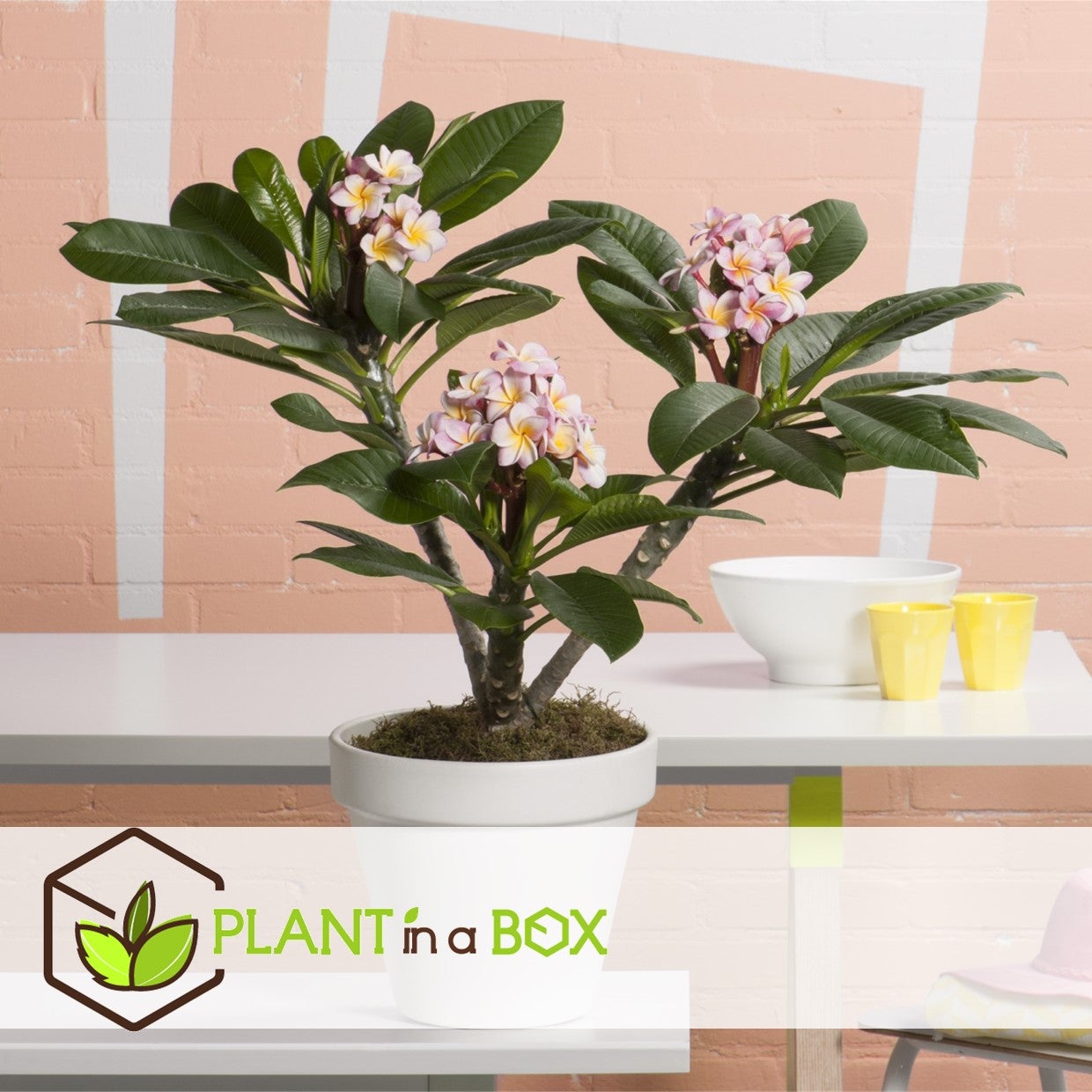 Frangipanier hawaii - Plumeria rubra 'Rose' - Hauteur 55-70cm - ⌀17cm - 5