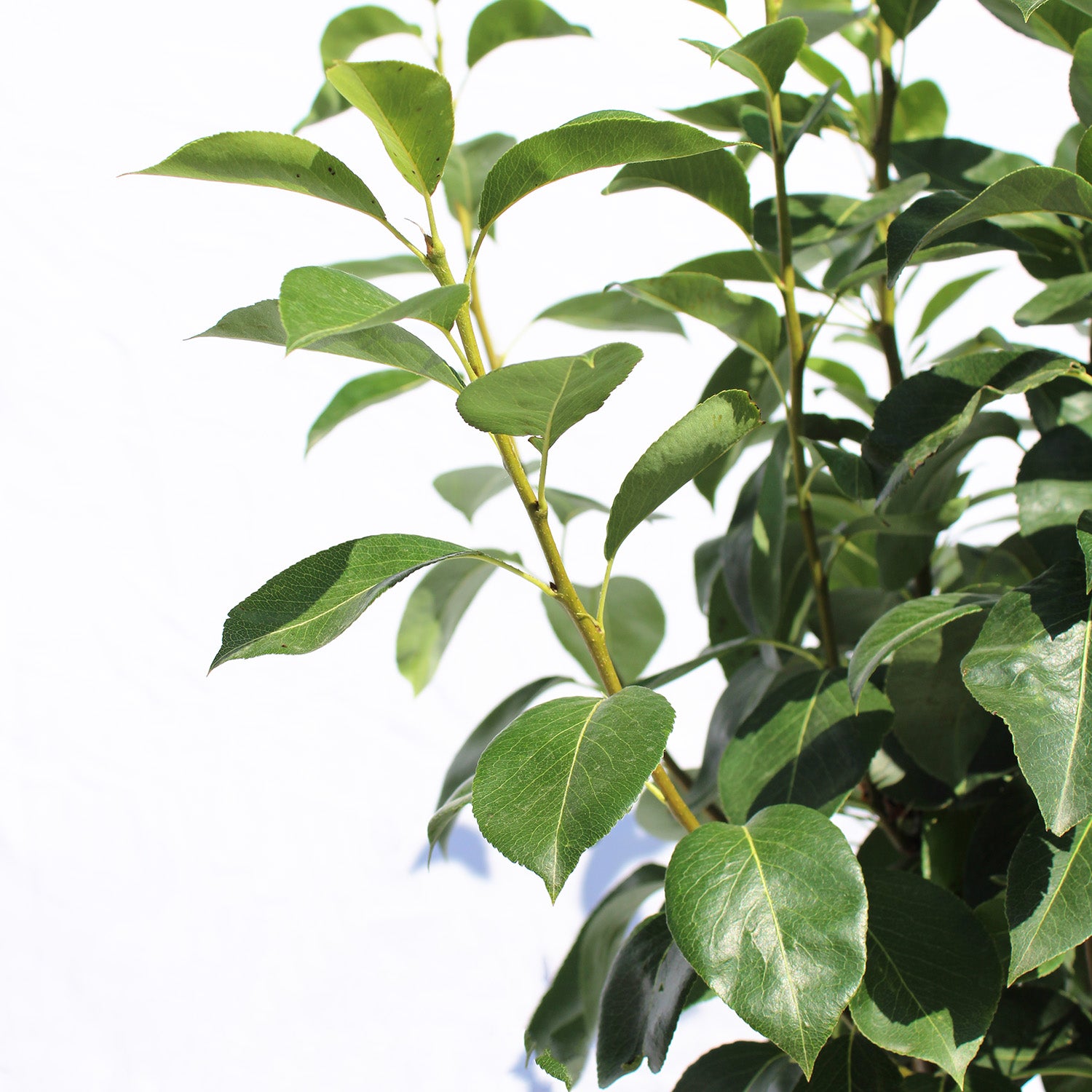 KENTIS - Abate Fetel Poirier - Pyrus Communis - Véritables Plantes Extérieures - Arbre à Fruits - Pot Ø 28 cm - 3
