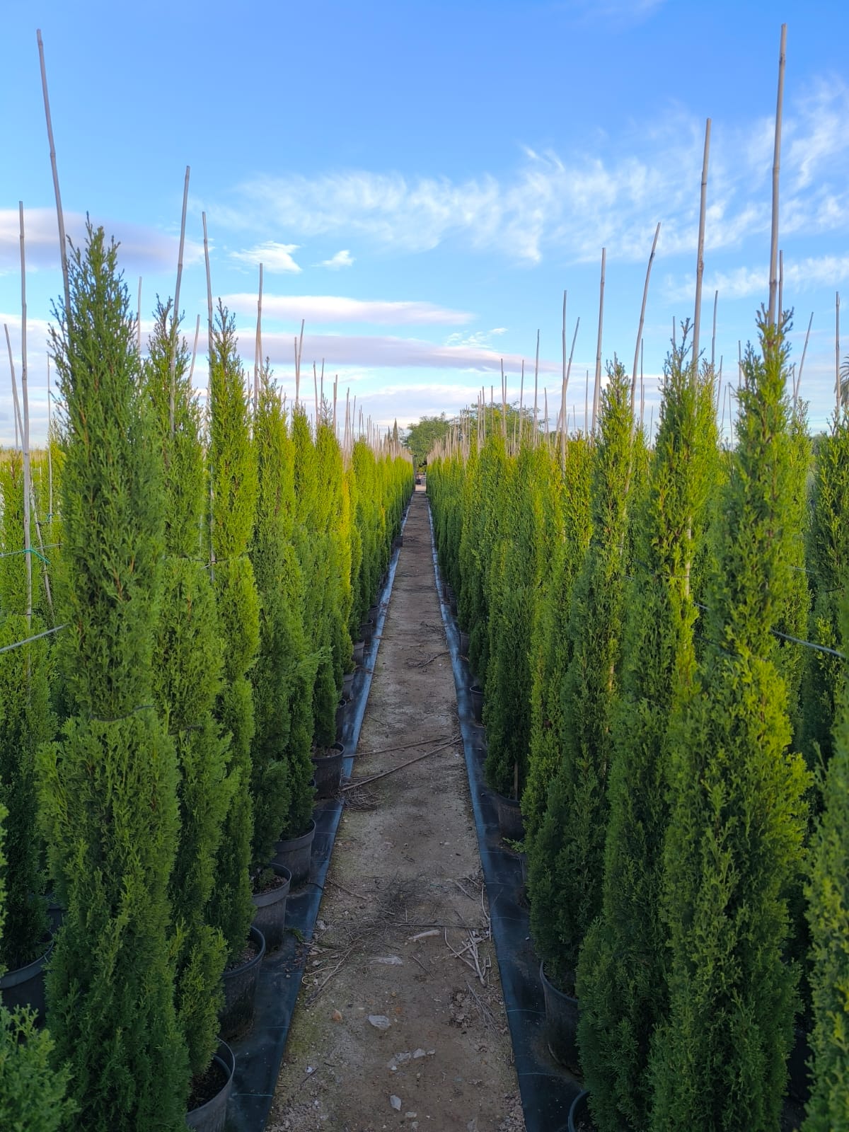 Sunny Tree - Totem Cypres Italien 150-160 CM Cupressus Sempervirens - Résistant au gel jusqu'à -18 - Conifère à feuillage persistant - Cyprès - 8