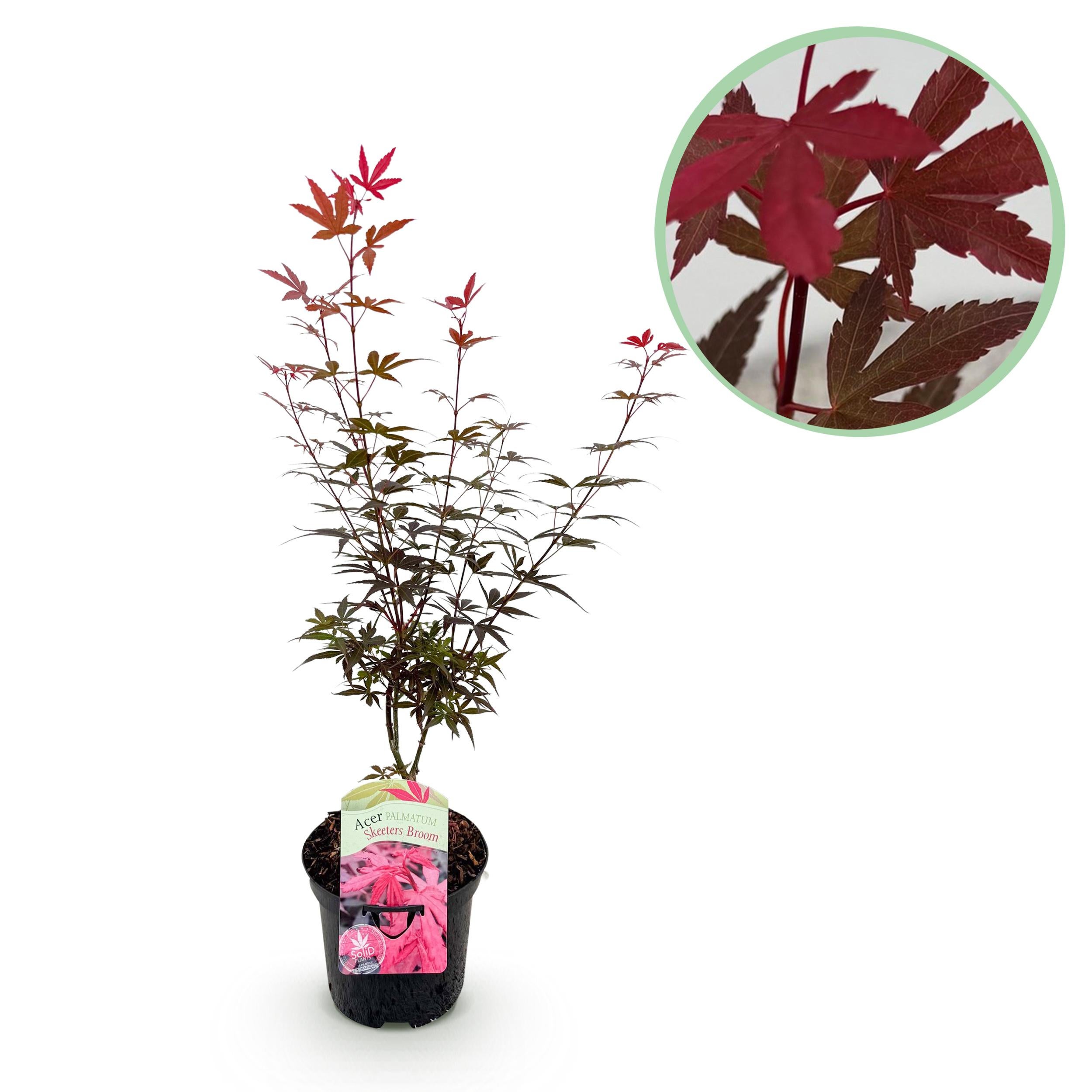 Klon palmowy Acer palmatum Skeeters Broom – Purpurowe liście – Doniczka 19 cm – 70 cm