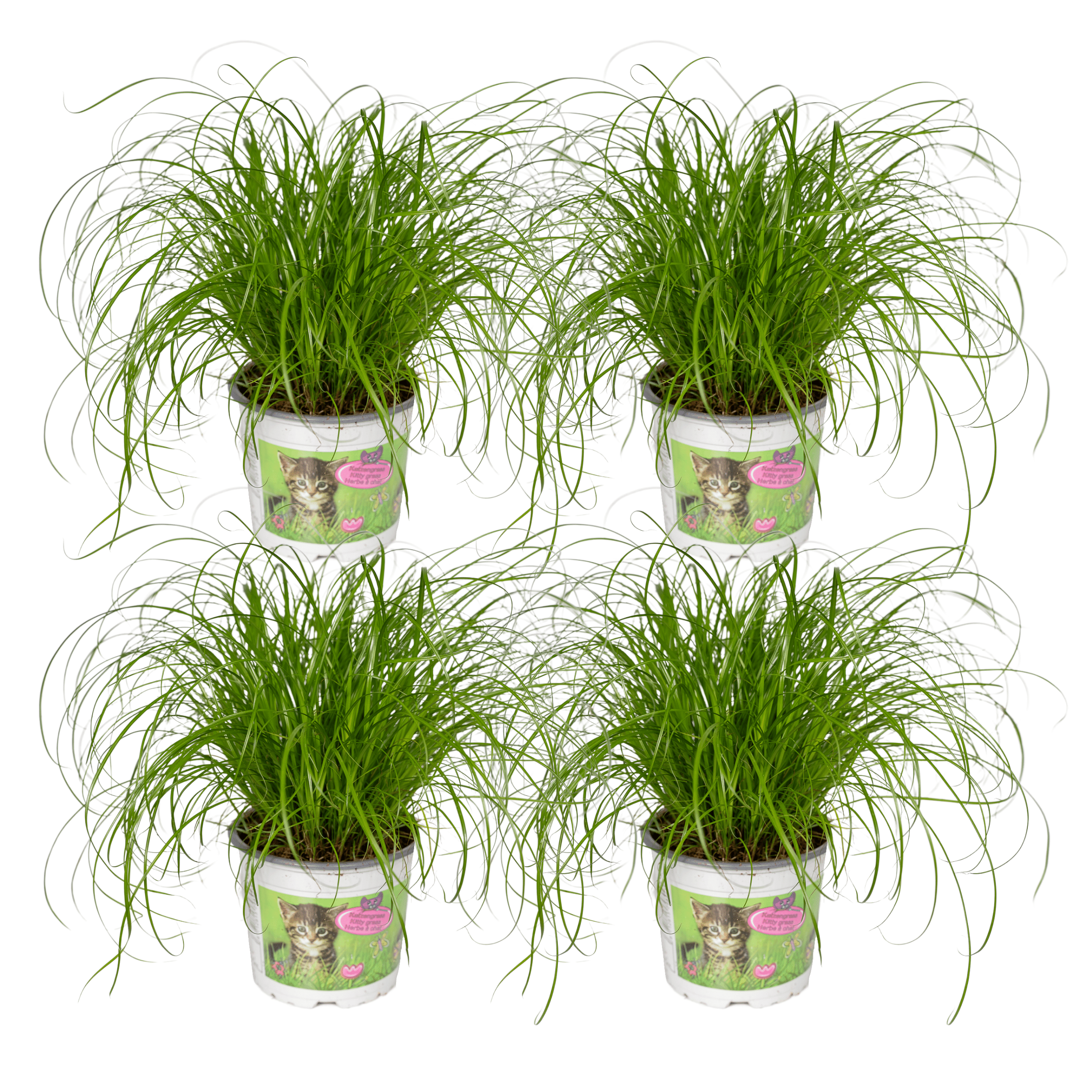 4x Cyperus Alternifolius - Trawa dla kotów 12 cm - 20 cm - Roślina doniczkowa