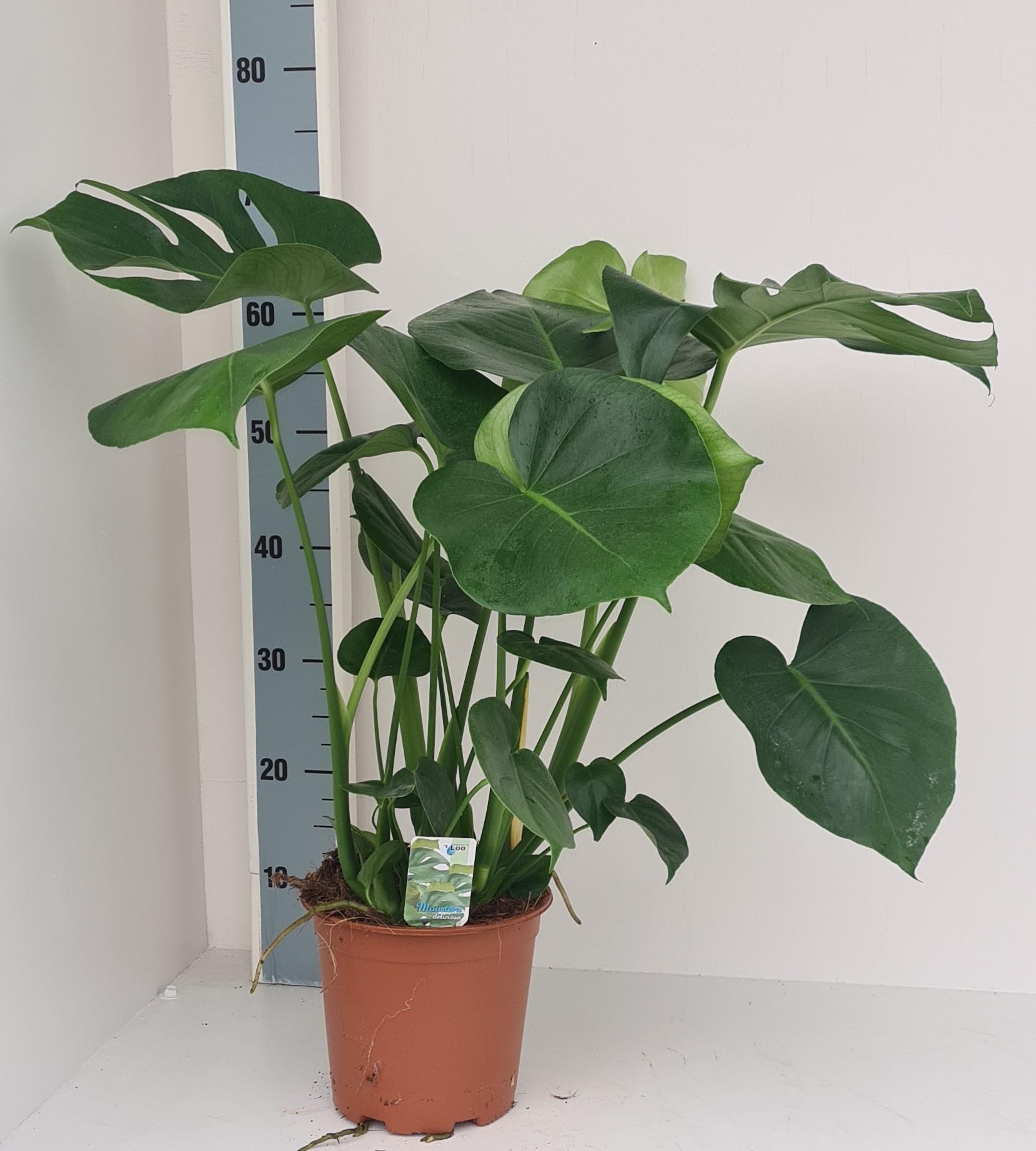 Pianta Monstera Deliciosa - Diametro 19 cm, Altezza 70 cm - MOSELOTA Verde  | Leroy Merlin