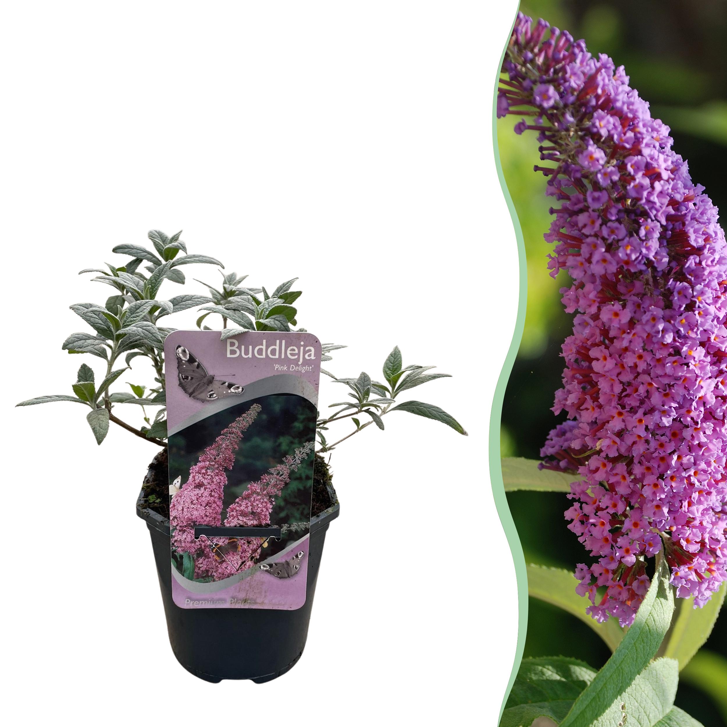 Buddleja davidii Pink Delight – Budleja Dawida różowa – 1 roślina – Liściasta – Doniczka 17 cm – Wysokość 25 cm