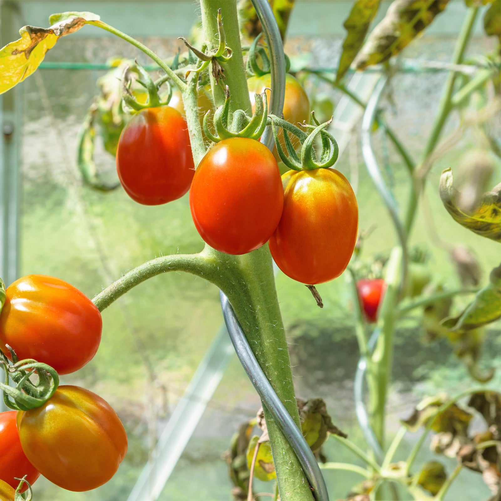 Lot de 20 tuteurs spirales galvanisés pour plantes grimpantes, tomates, concombres, framboises et fleurs - 180 cm - 5