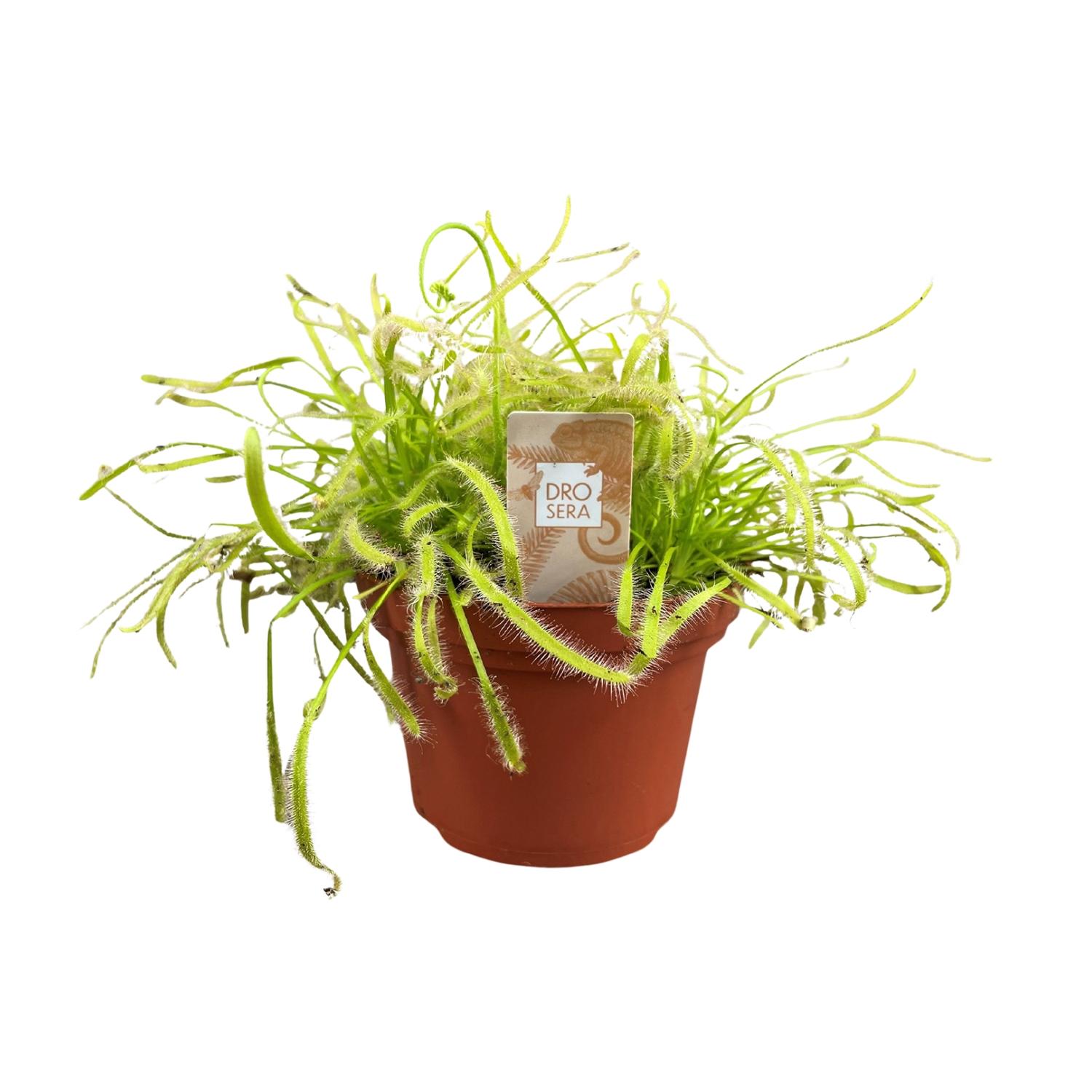 Drosera Capensis - Atrakcyjna roślina mięsożerna do wnętrz - Doniczka Ø12cm - Wysokość 17cm