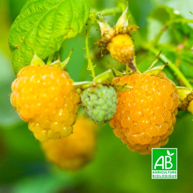 Framboisier 'Fallgold' BIO (Rubus idaeus 'Fallgold') - Godet 9cm - Pépinières Naudet