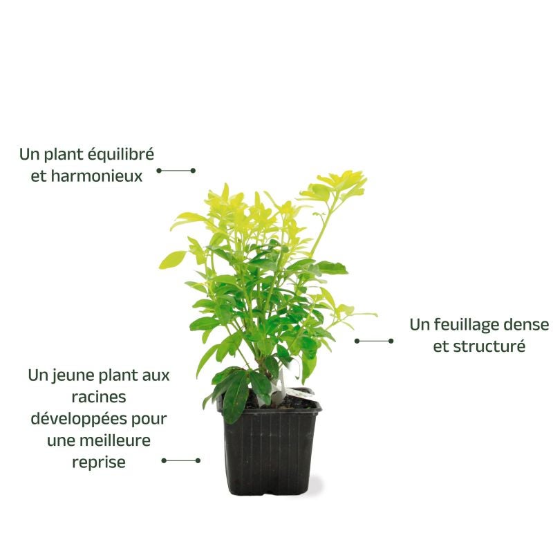Oranger du Mexique 'Sundance' (Choisya ternata 'Sundance') - Godet - Taille 13/25cm - Pépinières Naudet - 3