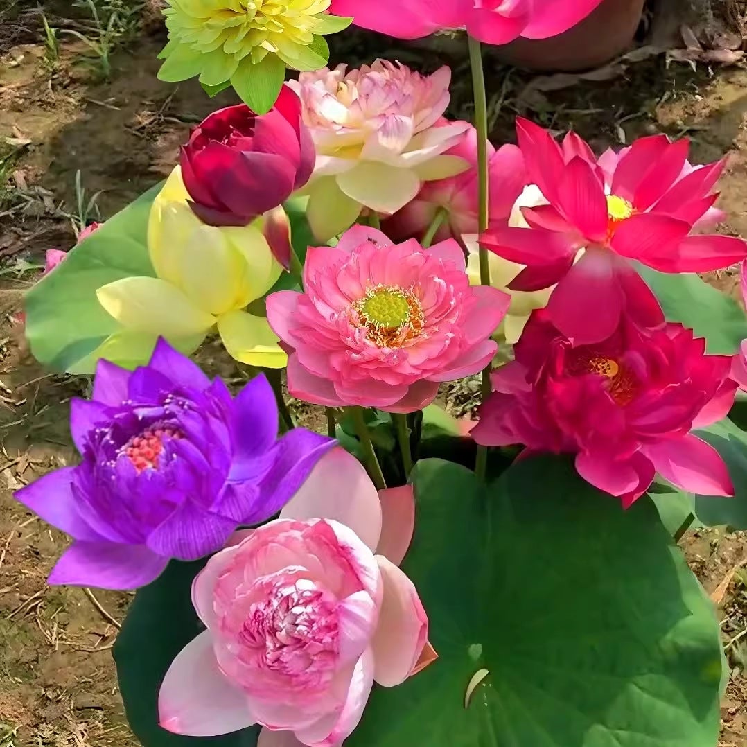 Graines De Lotus Mélangées – Pour Culture En Eau Ou Sol, Décoration De Jardin, Balcon, Aquarium…