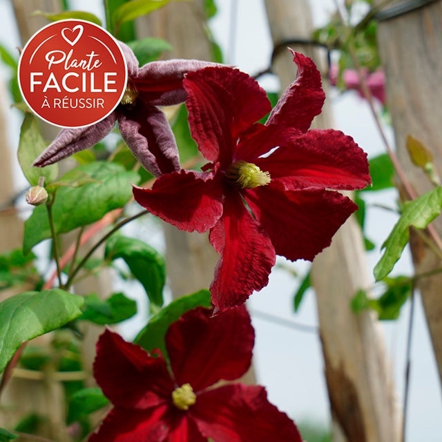 Clématite Burning Love 'Vitiwester' - clematis viticella 3L - 60/90cm