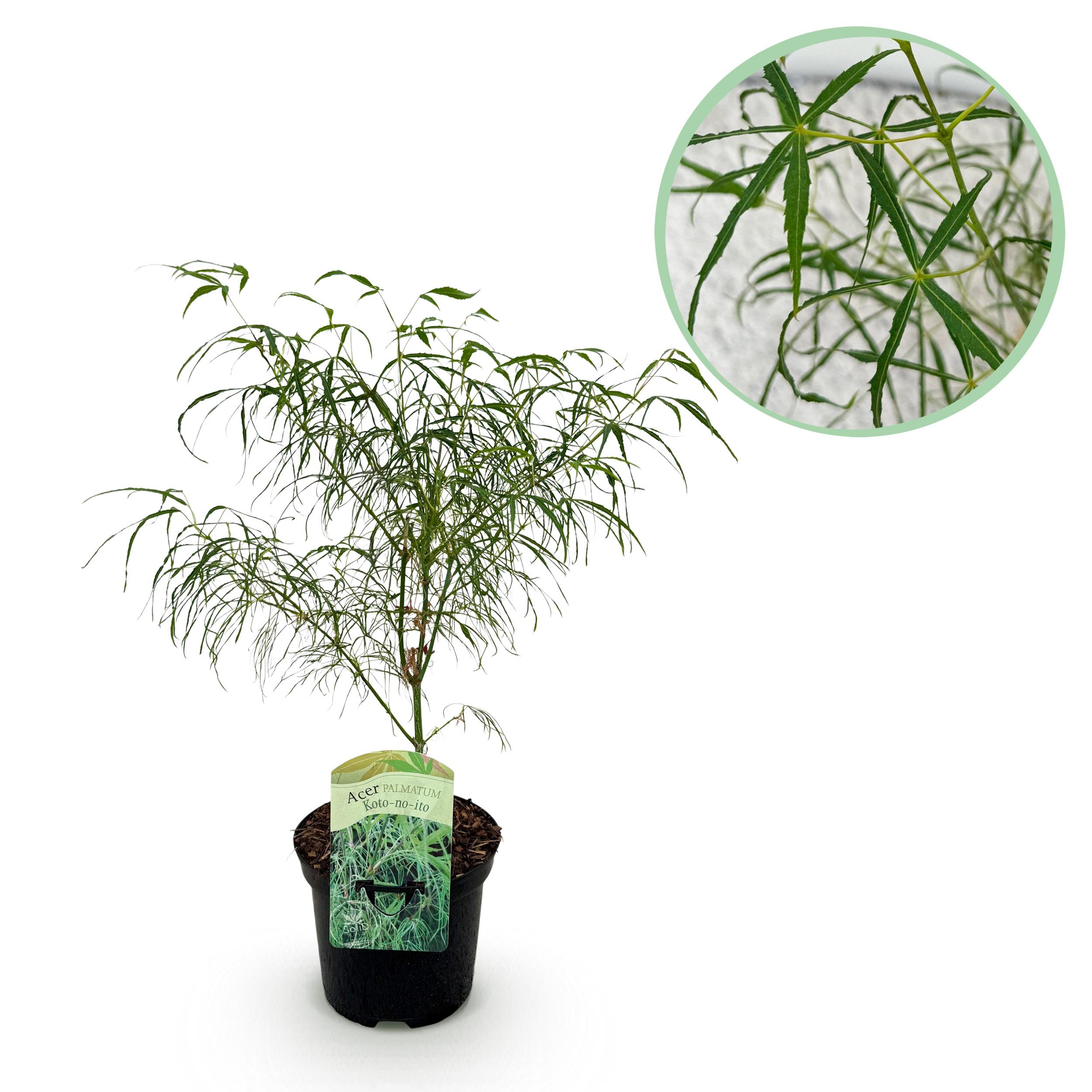 Klon Japoński Koto-no-ito – Acer palmatum – Zielone liście – Donica 19 cm – Wys 70 cm