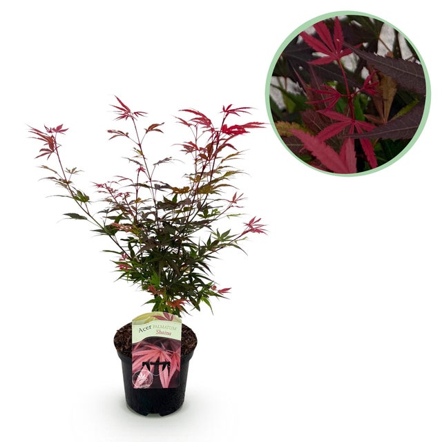 Acer palmatum Shaina – Acero giapponese rosso – Pianta da esterno – Vaso 19 cm – Altezza 70 cm