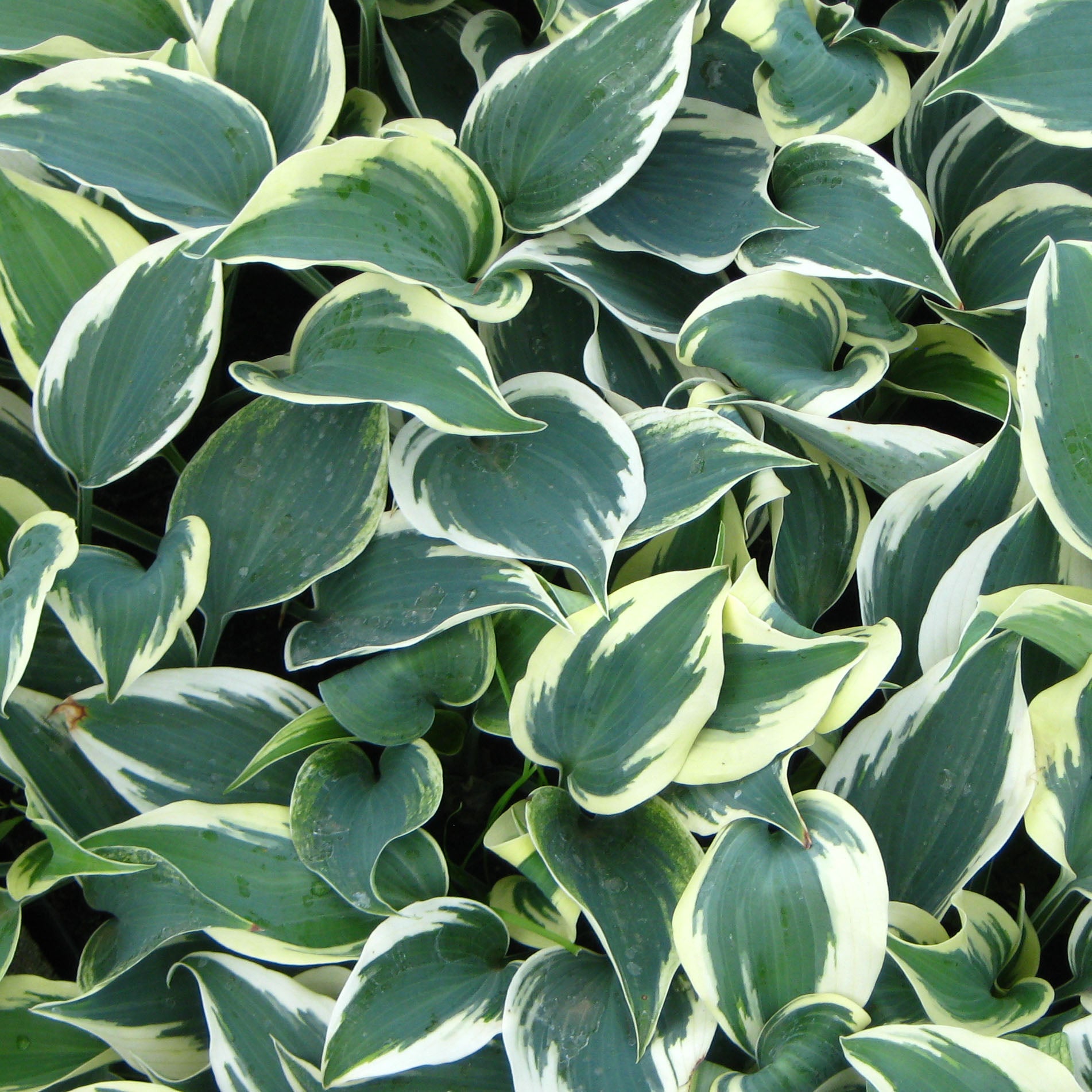 Hosta tardiana 'Blue Ivory'® Pot de 1,5L/2L | Leroy Merlin