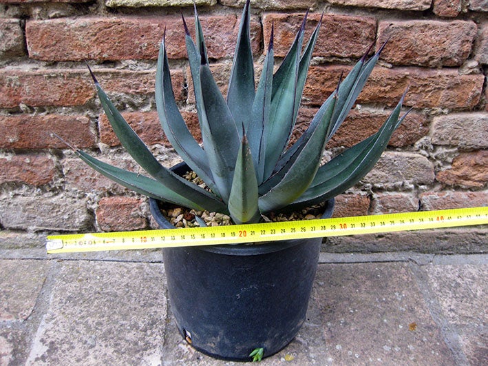 Agave nigra 40 cm, cactus, pianta grassa winter hard, resistente fino a  -10 C | Leroy Merlin