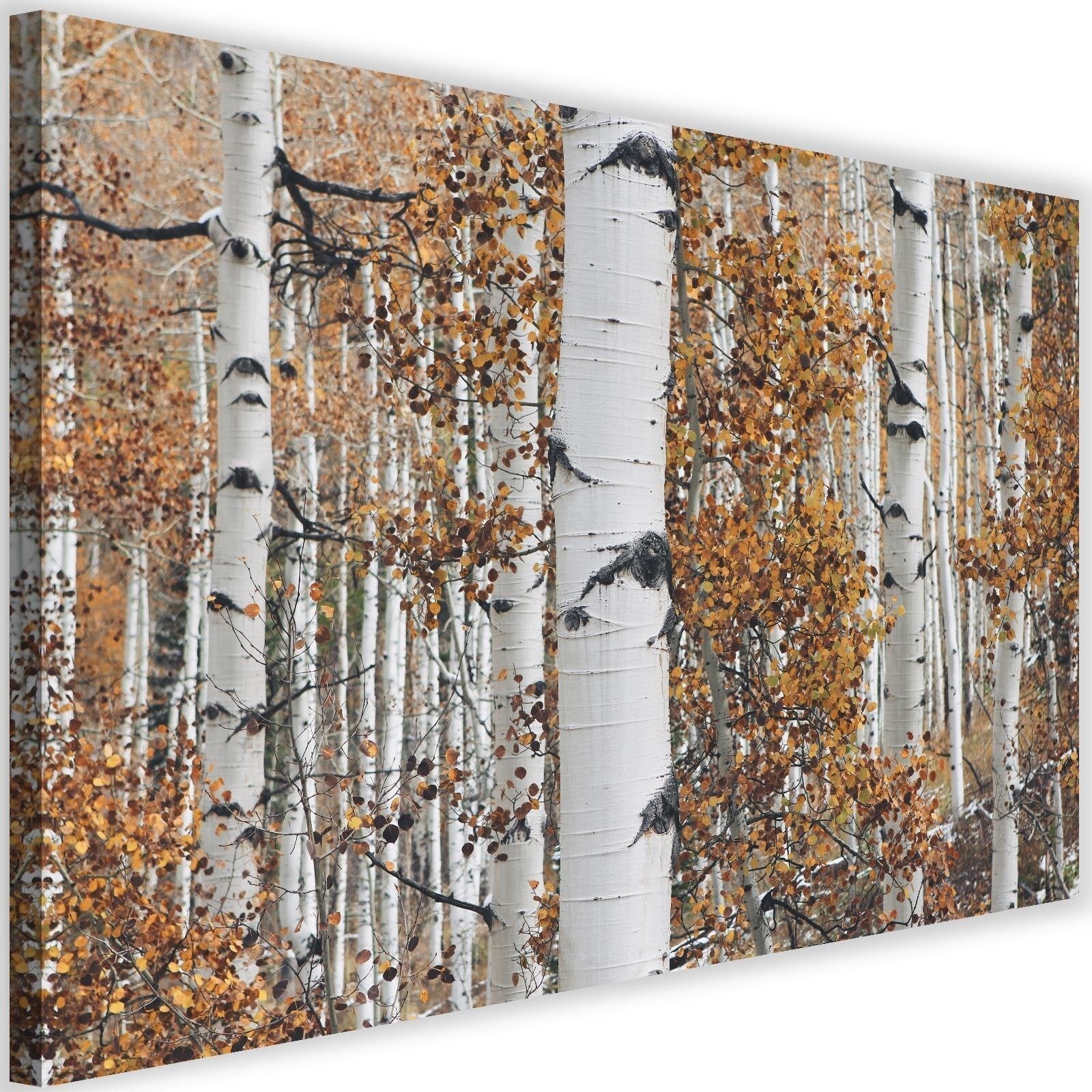 Obraz na płótnie, Las brzozowy pejzaż natura 60x40