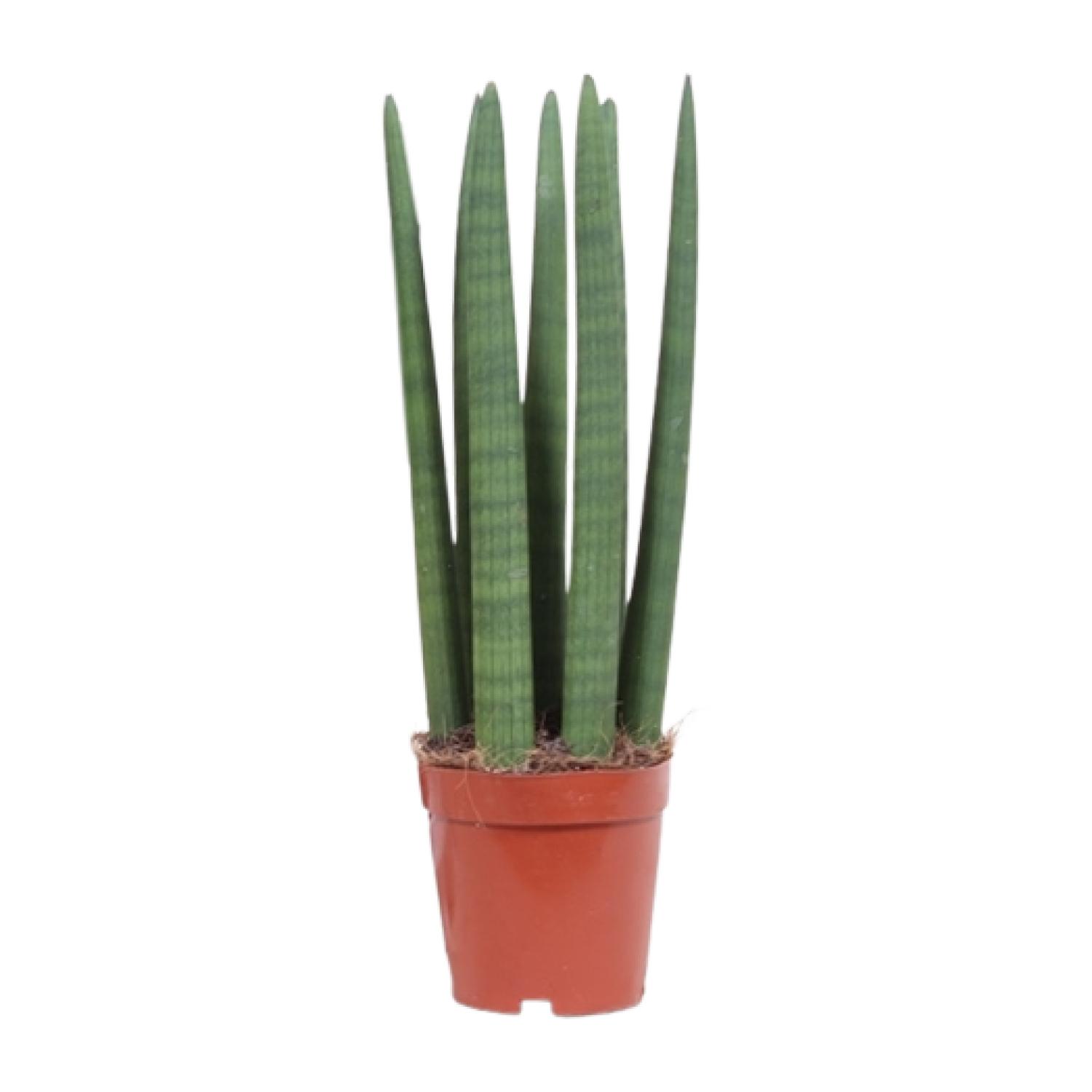 Sansevieria Straight - Roślina doniczkowa - Doniczka Ø12cm - Wysokość 40cm