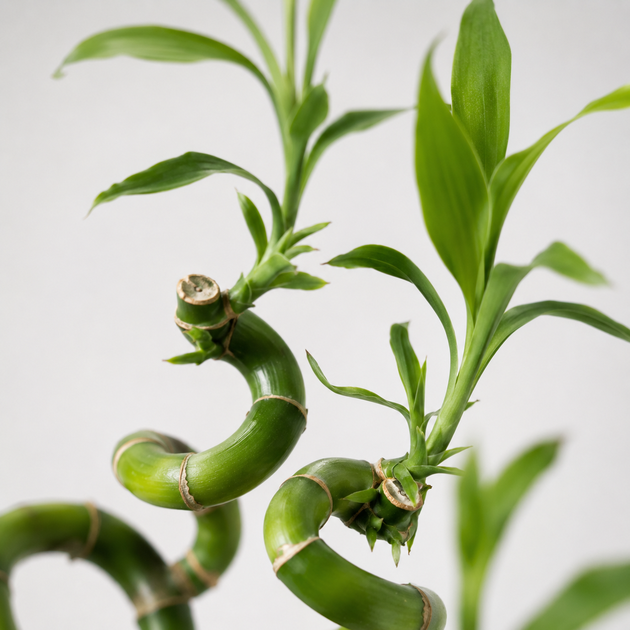 Lucky Bamboo Set da 6 - Dracaena Sanderiana - Pianta da Interno Portafortuna Feng Shui - 40-45 cm - Facile Cura, Poca Luce - 4
