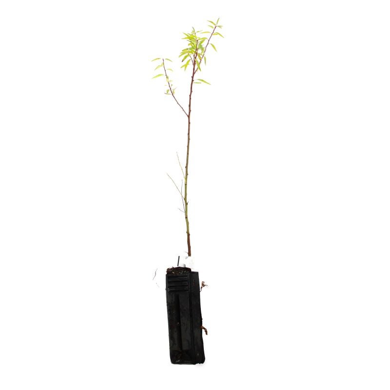 Amandier (Prunus dulcis) - Godet - Taille 20/40cm - Pépinières Naudet - 3