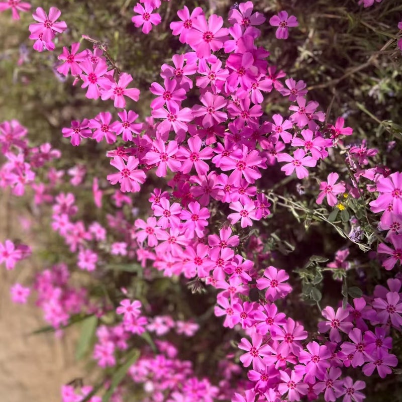 Graines de Phlox mousse (Phlox subulata) – 1000 graines, Plante vivace rustique pour jardin et balcon - 3
