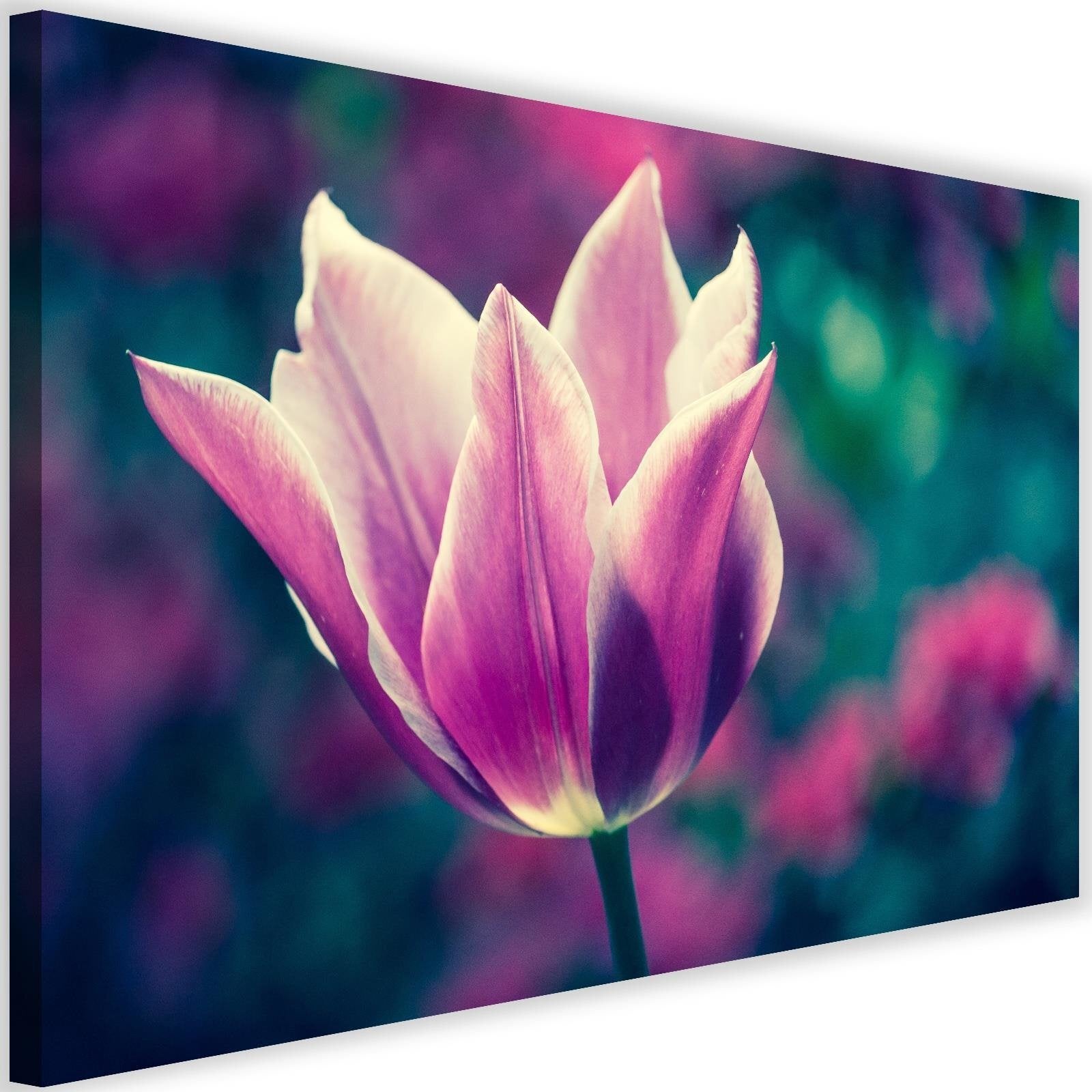 Obraz na płótnie, Otwarty tulipan 60x40