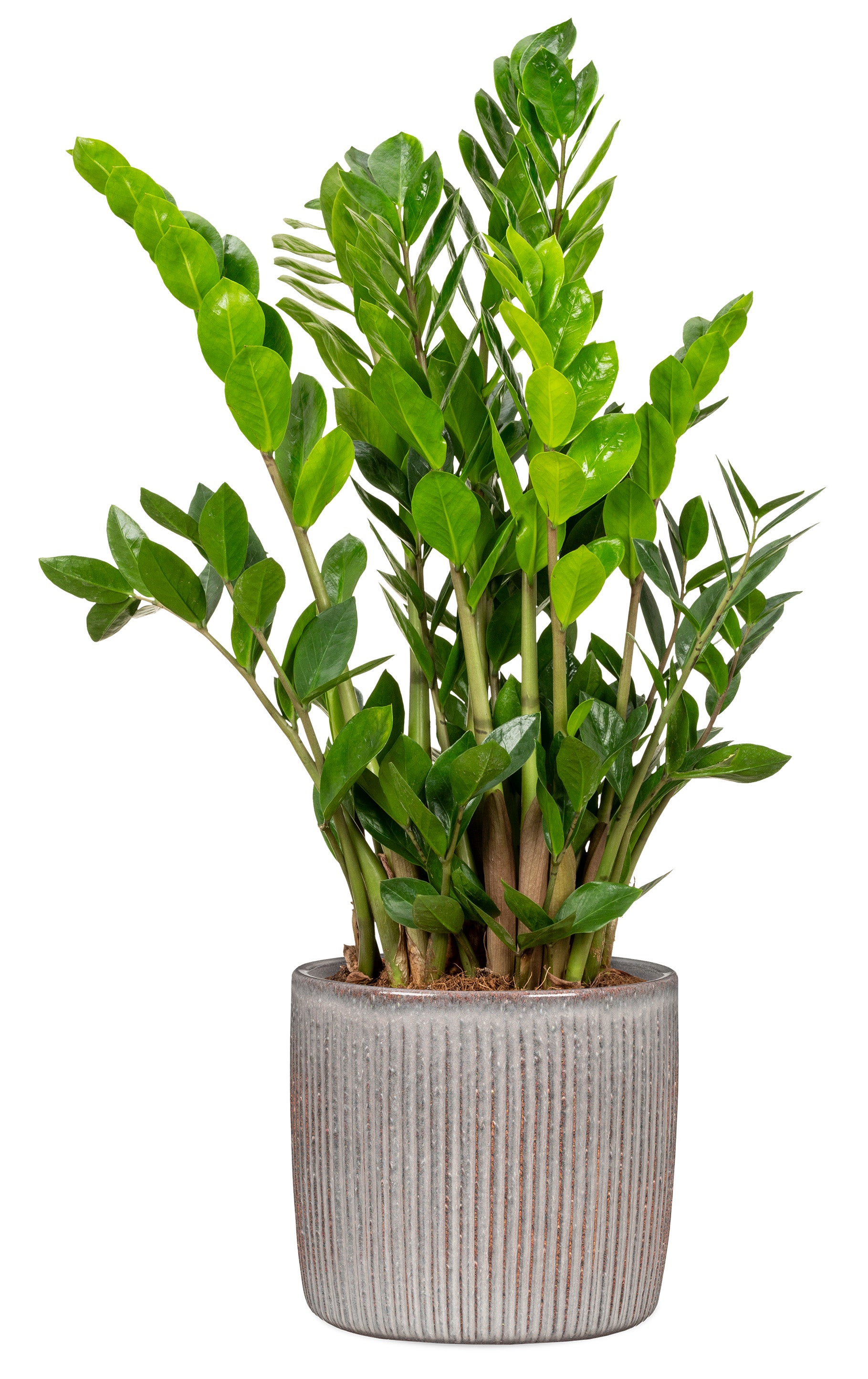 Scheurich Solido Linea, Pot de fleurs en céramique, couleur: Seashell, 21.2 cm de diamètre, 19.3 cm de haut, 5.6 l vol. - 2