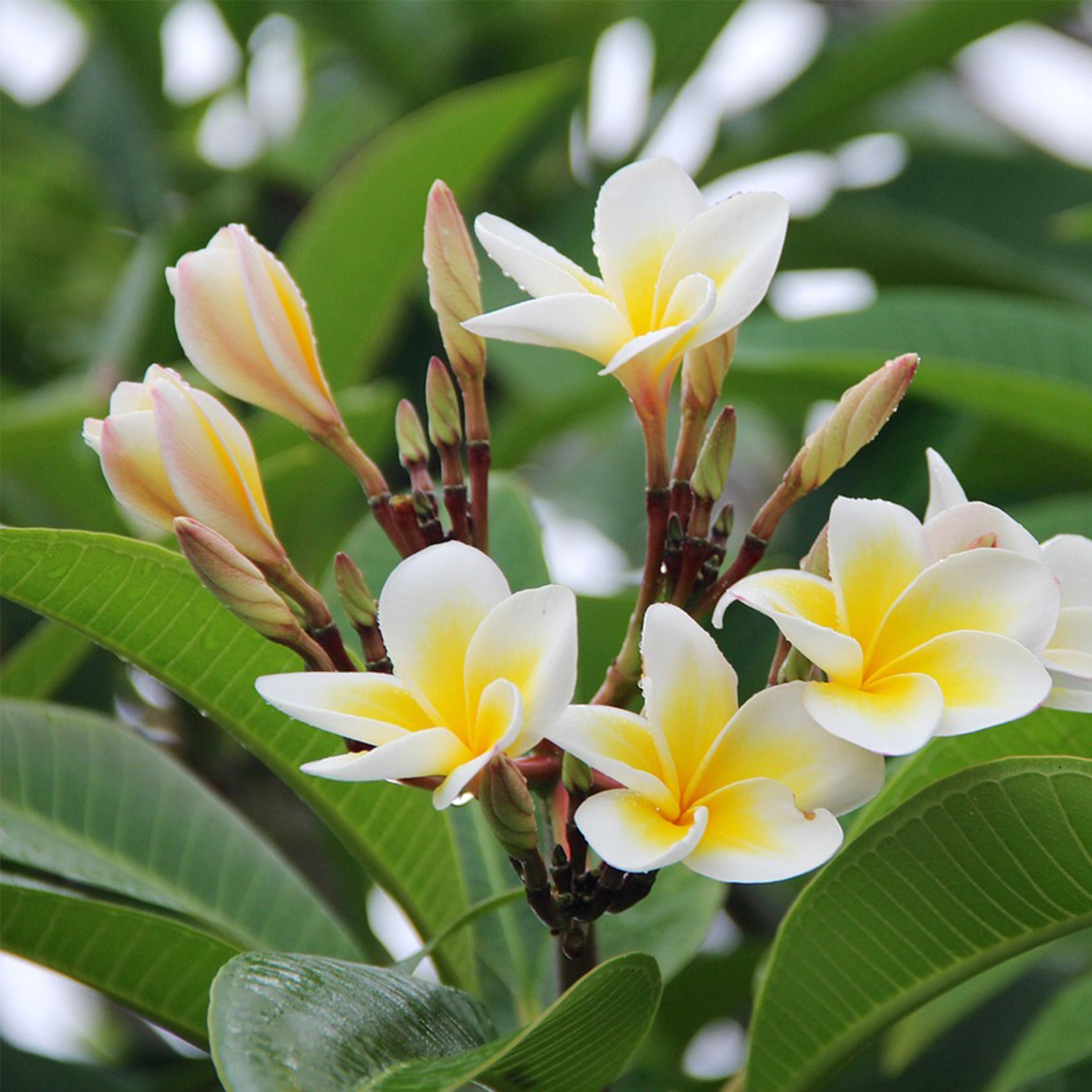 Frangipanier - Plumeria rubra 'Hawaii' - Hauteur 45-55cm - ⌀17cm - 7