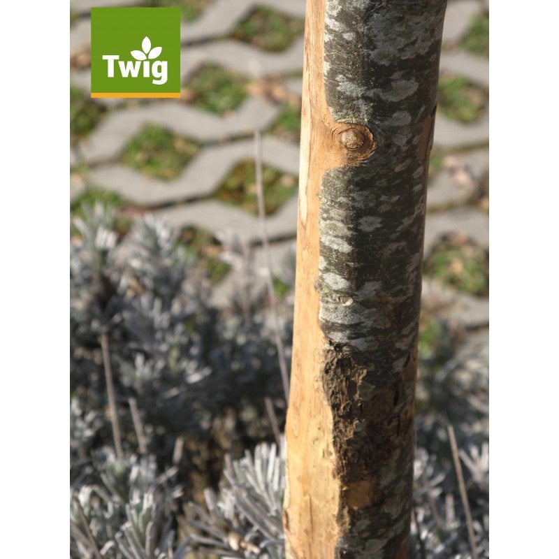 Lot de 5 poteaux ronds en châtaignier de 3 à 5 cm de long et 210 cm de large, avec pointe – Longs et naturels - 2