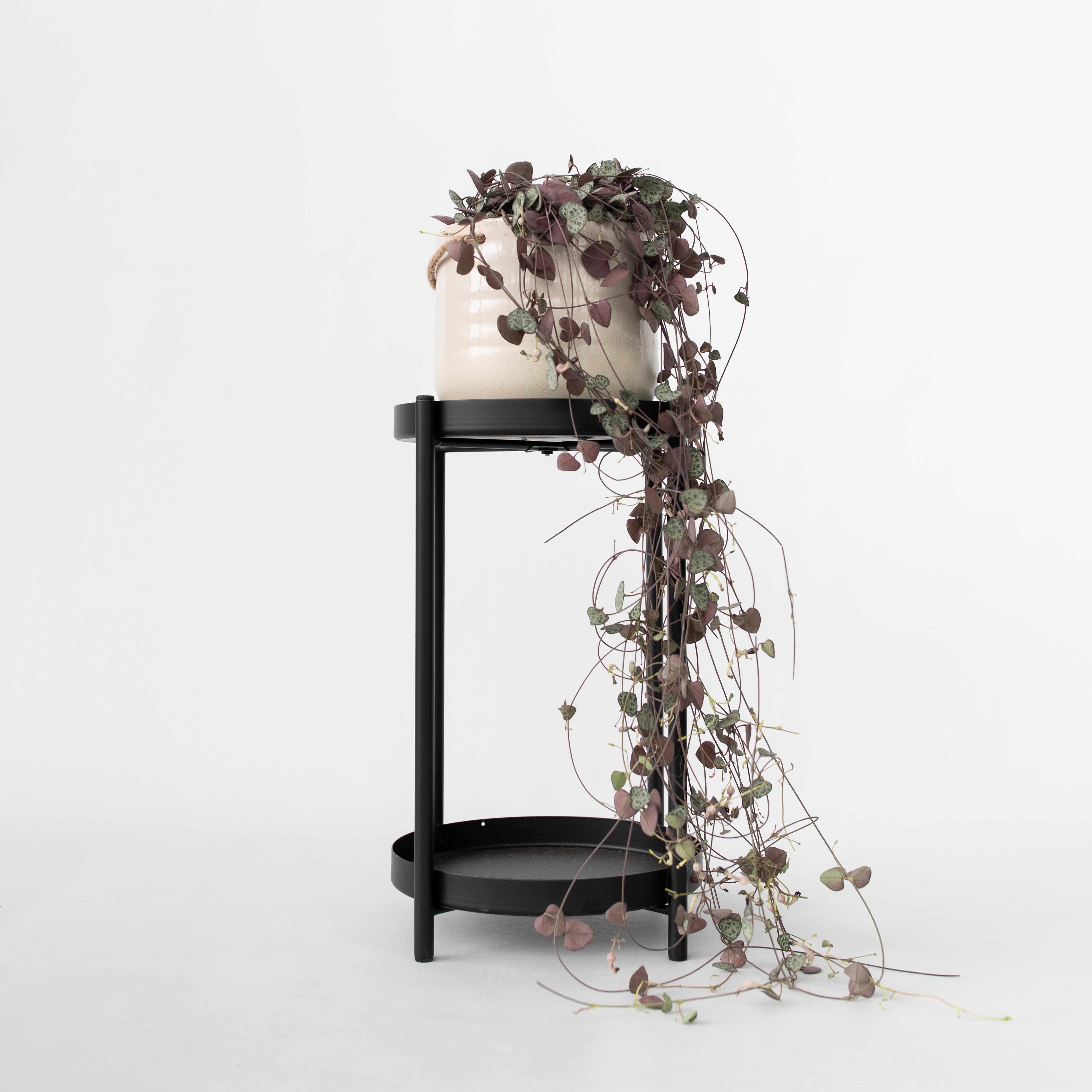 Chaîne des cœurs - Ceropegia linearis Woodii - Hauteur 20-30cm - ⌀14cm - 3