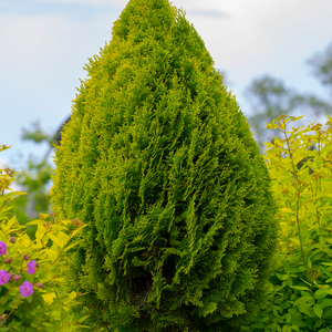 blaukorn dosierung thuja Volldnger Blaukorn Classic 8-8-8  TerraDomi Onlineshop