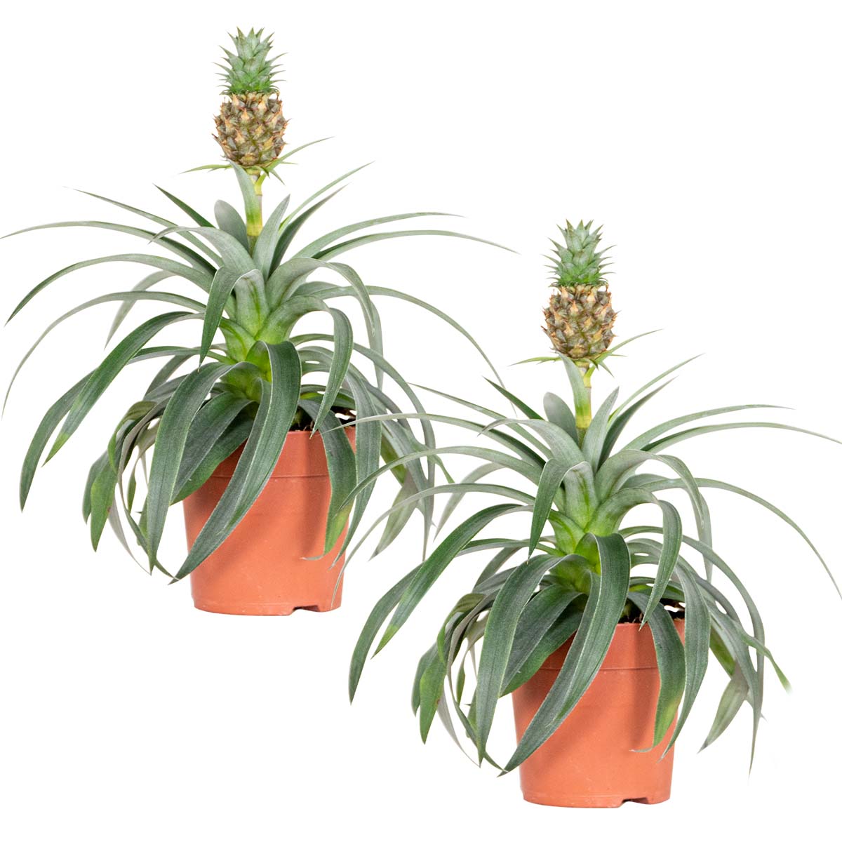 Lot de 2 Ananas Mi Amigo Ananas décoratif Plante antironflement — free download