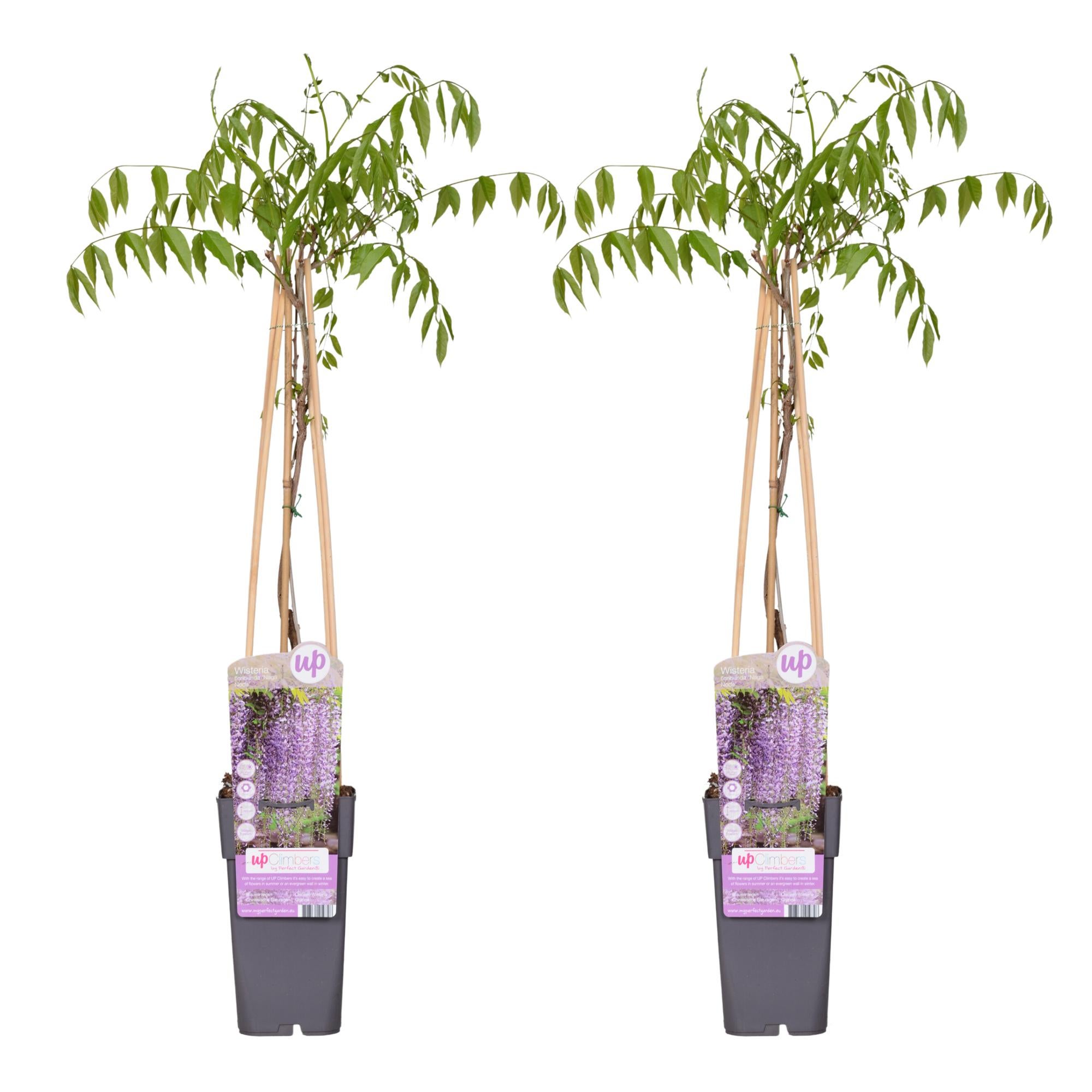 2x Wisteria floribunda ' Noda' H65cm – Glicynia dwukwiatowa ciemnofioletowa