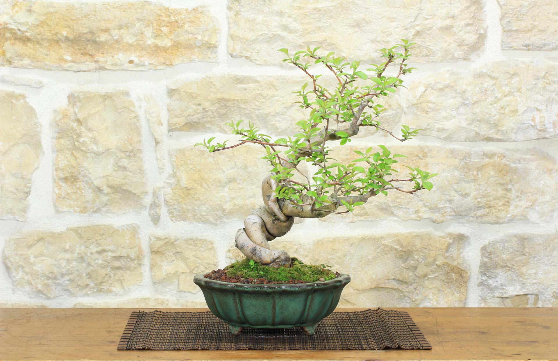 Bonsai di Melo da fiore (4) | Leroy Merlin