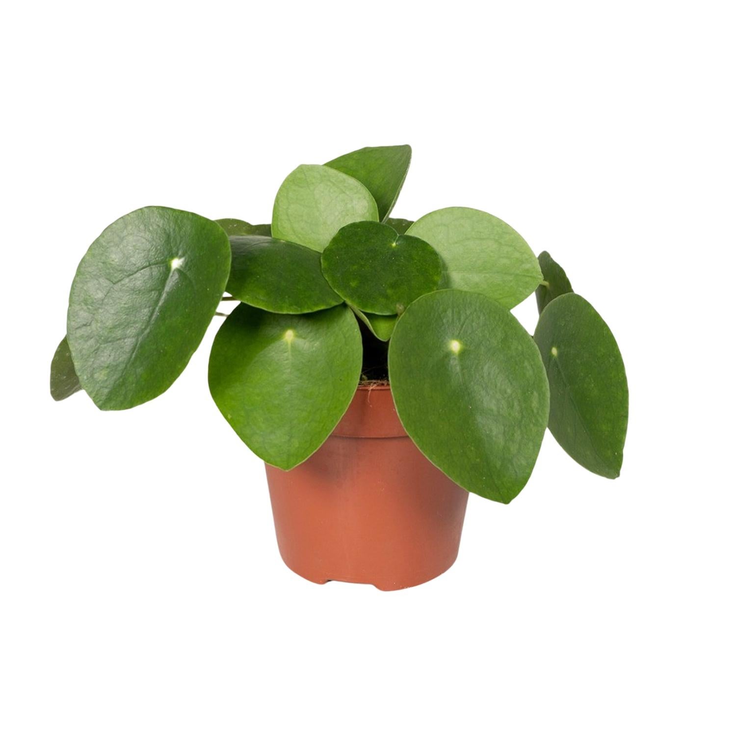 Pilea Peperomiodes - Roślina Pancake - 12 cm - Dekoracyjne liście