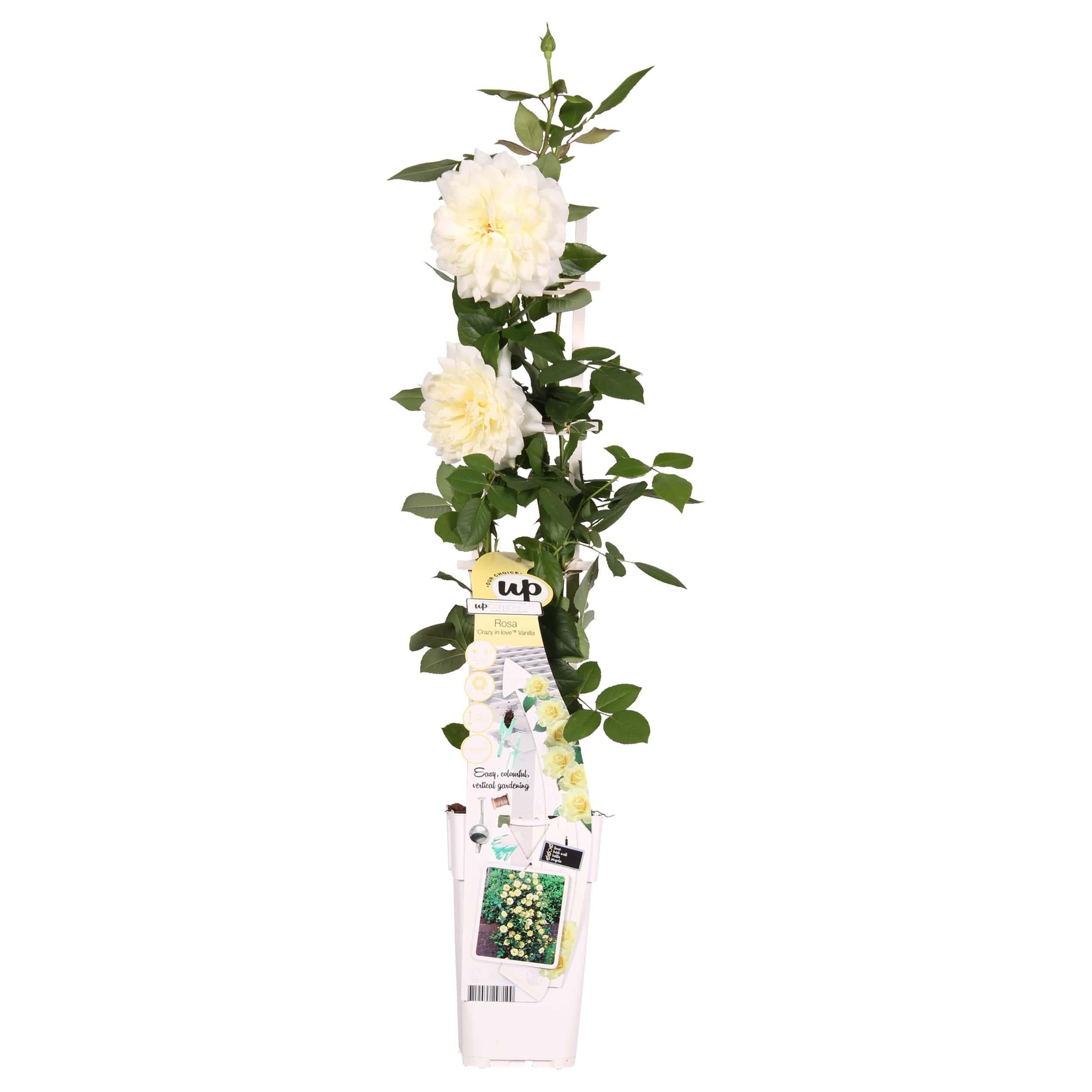 Rosa Crazy in Love 'Vanilla' - Róża pnąca kremowa - 15cm - 65cm