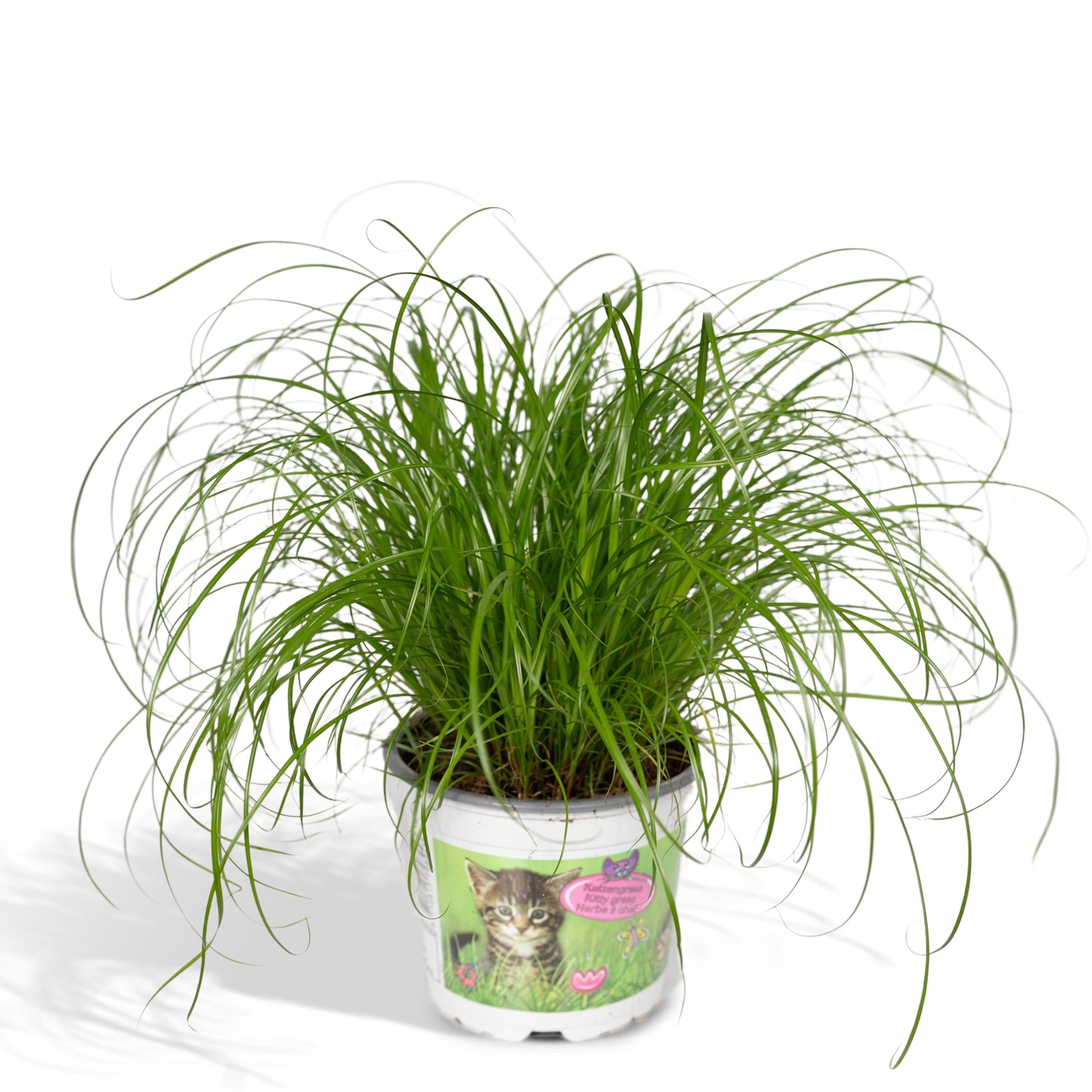 Cyperus Alternifolius - Trawa dla kotów - 12cm - 20cm