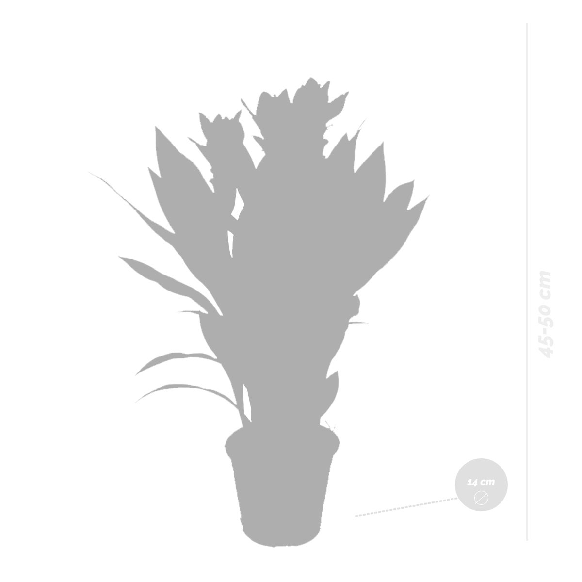 Curcuma Siam - Curcuma ornemental - Plante d’intérieur - Dépolluante - H. 40-50 cm - P. 14 cm - 4