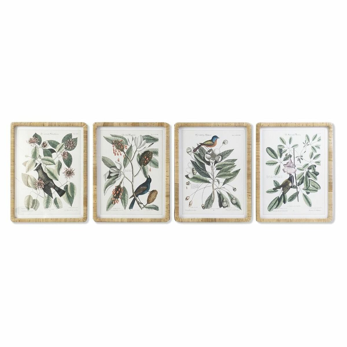Cuadro dkd home decor 50 x 2,5 x 65 cm shabby chic plantas botánicas (4 piezas)