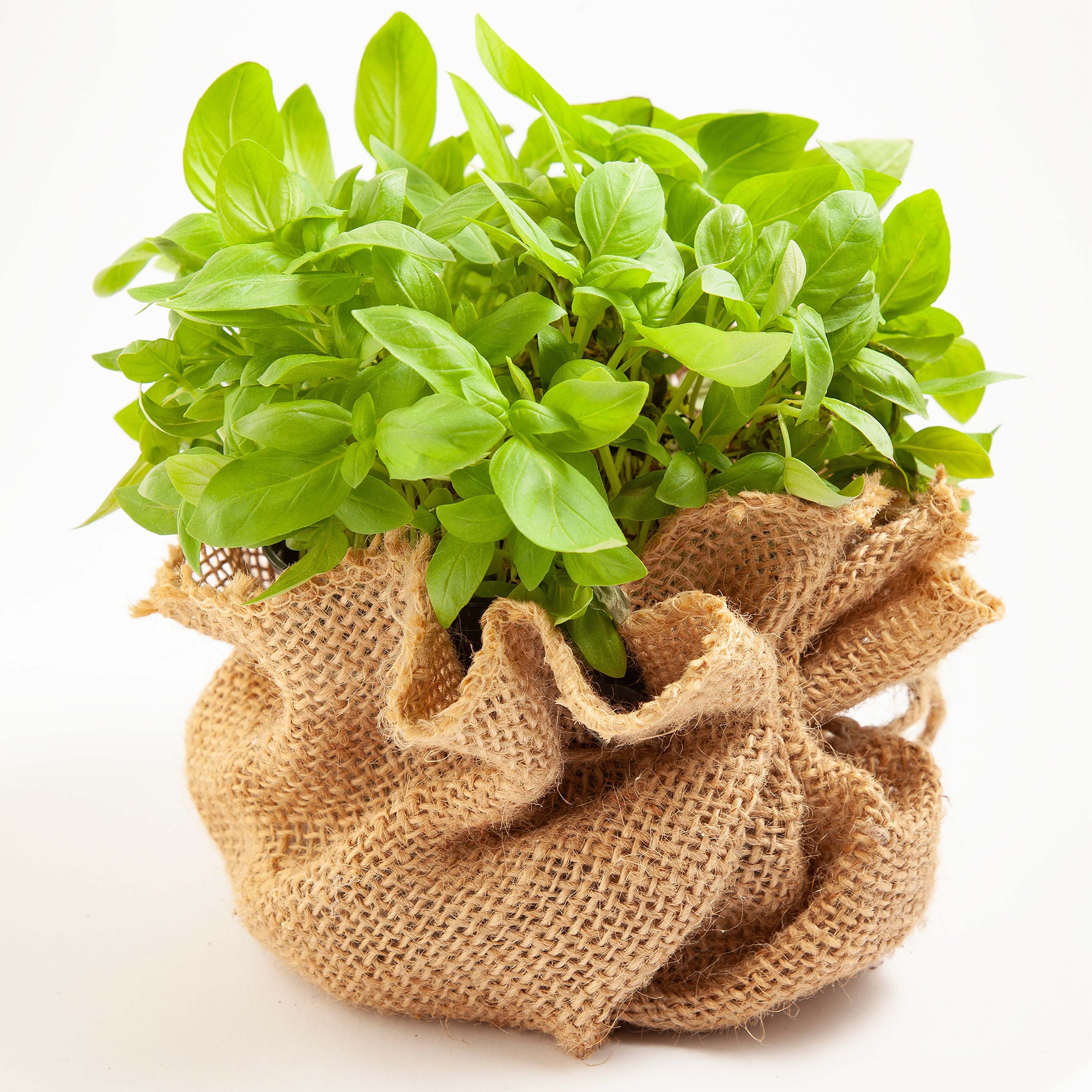 5m x 1m tissu de jute 215g/m² tapis de jute jute de jardin tissu de jute toile de jute ruban de jute - 9