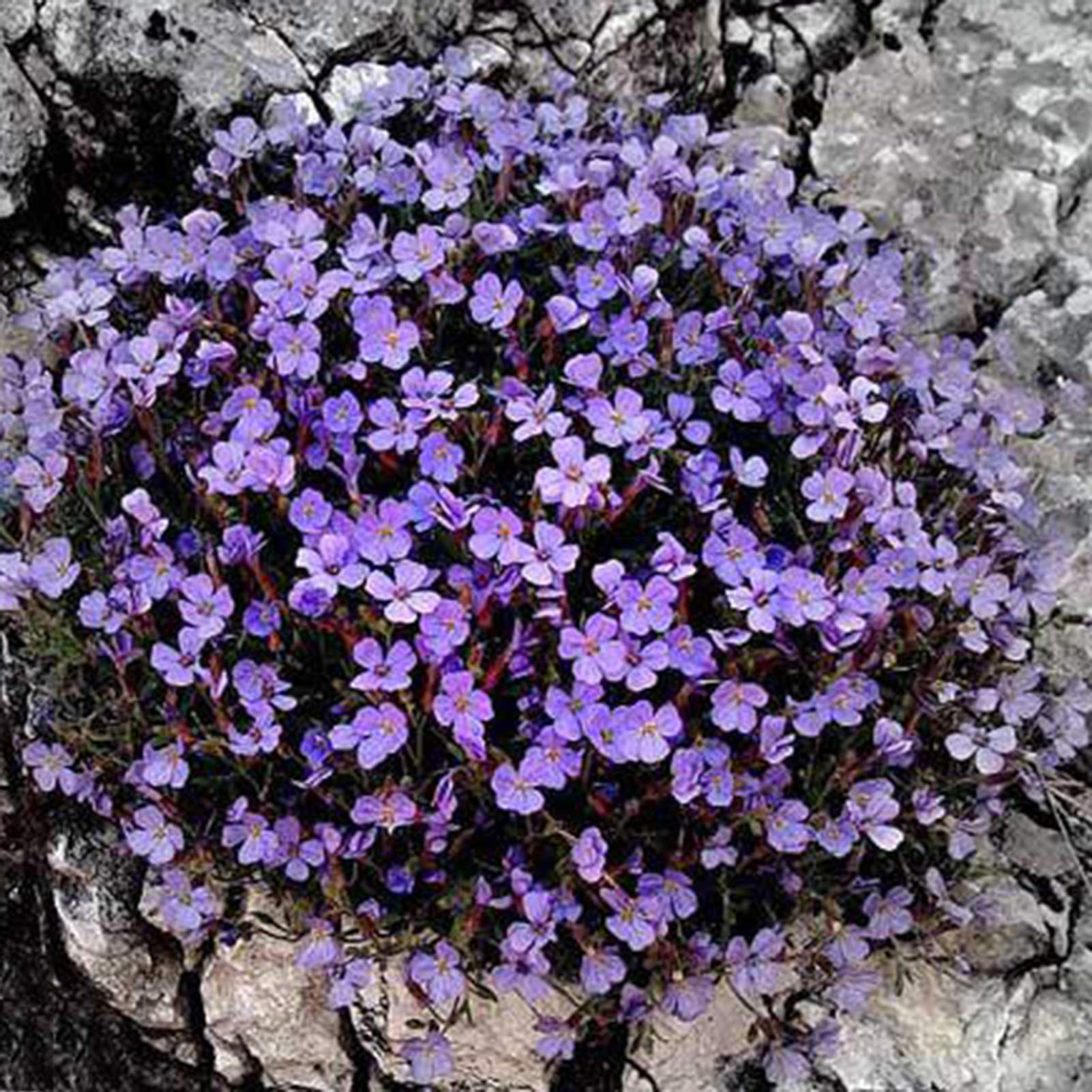 Couvre-sol pour jardin extérieur, graines de fleurs sauvages couvre-sol, 4&nbsp;000 graines, six fois plus de bienfaits bleus + engrais - 3