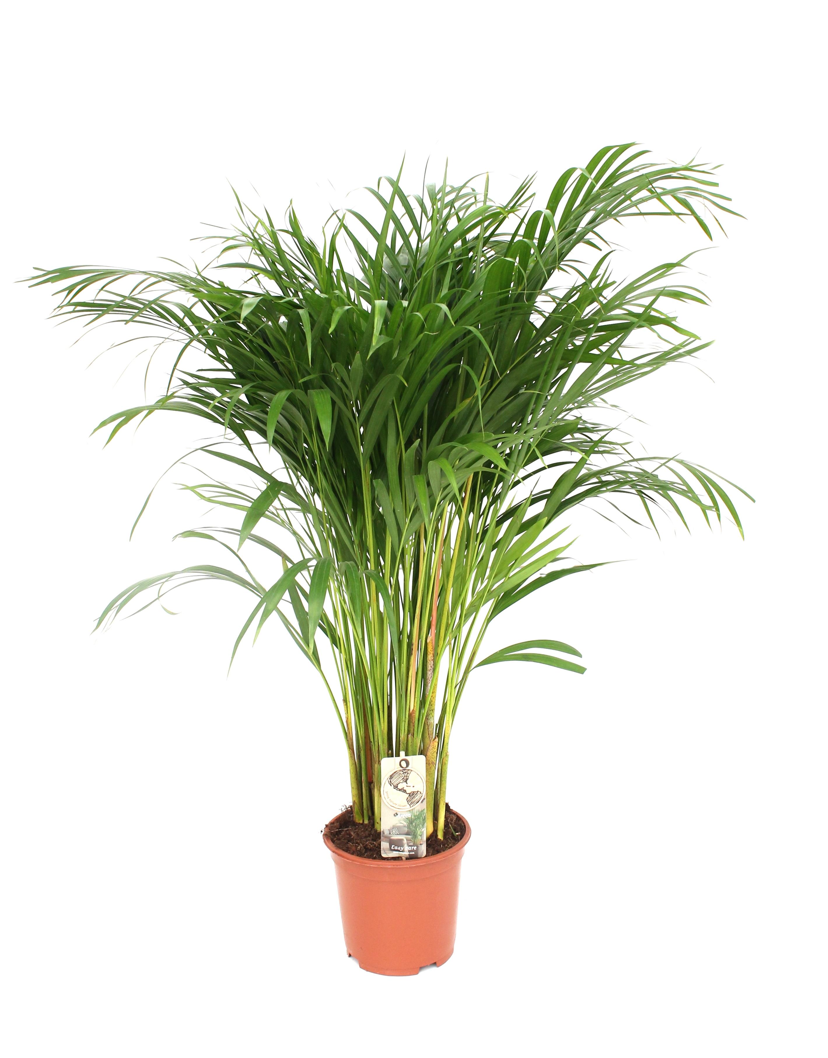 Dypsis Lutescens - Palma Areca 21 cm - Wysokość 110 cm