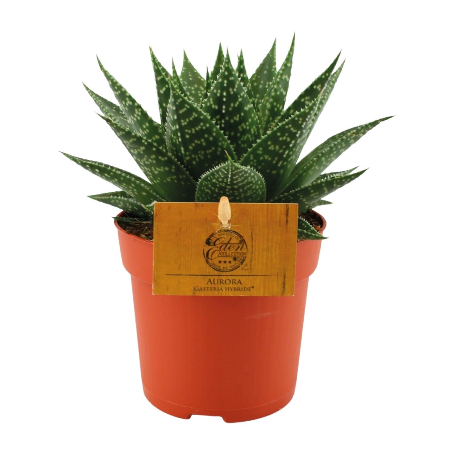 Gasteria Hybride Aurora - Kompaktowa roślina sukulentowa - Doniczka Ø11cm - Wysokość 15cm