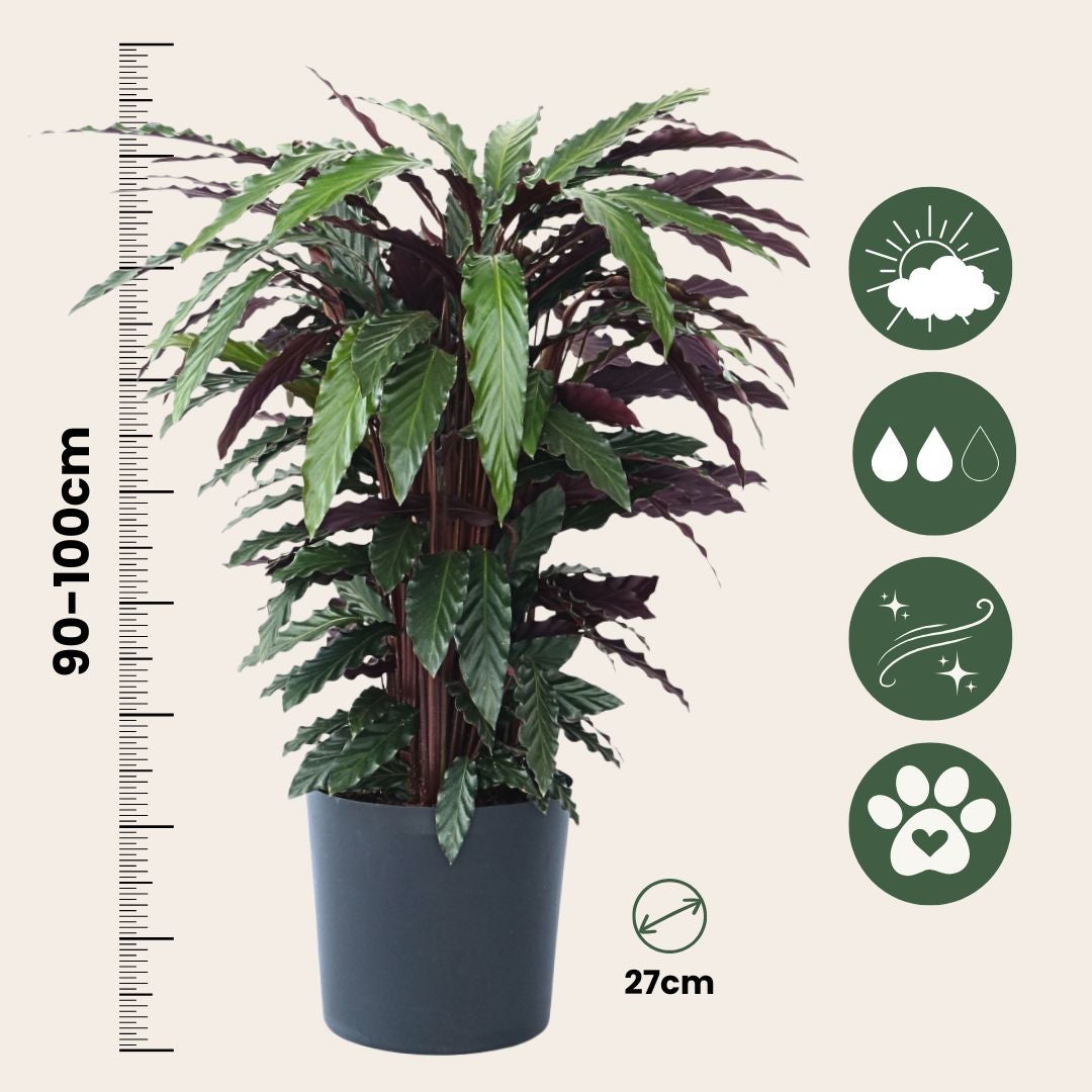Calatheas - Calathea 'Wavestar' - Altura 90cm - 27cm | Leroy Merlin