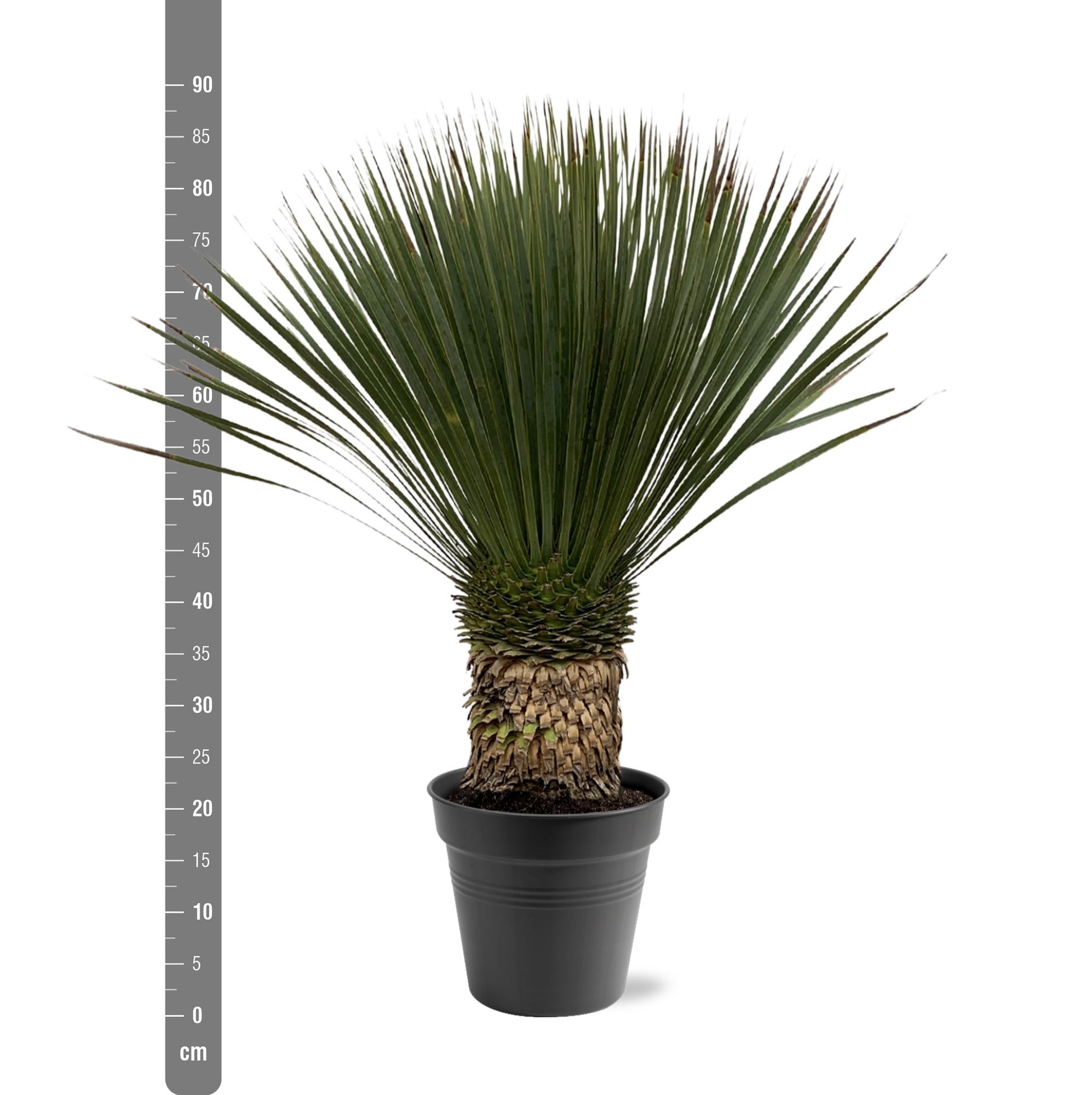 Yucca rostrata - Ø38cm - ↕100cm - Plante d’extérieur | Leroy Merlin