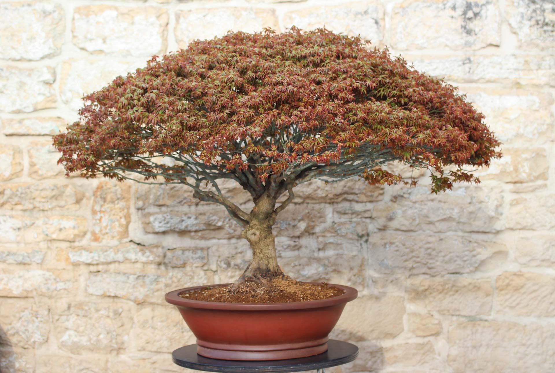 Bonsai Acero Palmatum Kiyohime (26) | Leroy Merlin