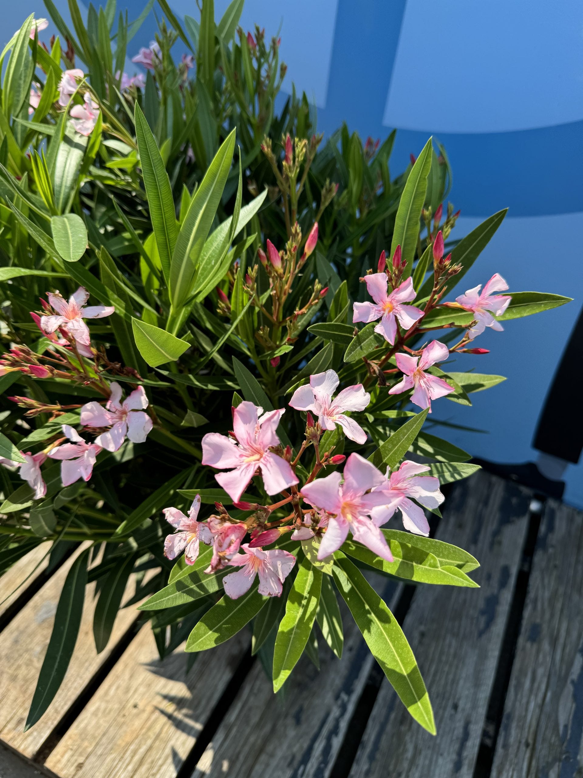 3000 Roses Laurier-rose rose - Nerium oleander - 120 cm | Leroy Merlin