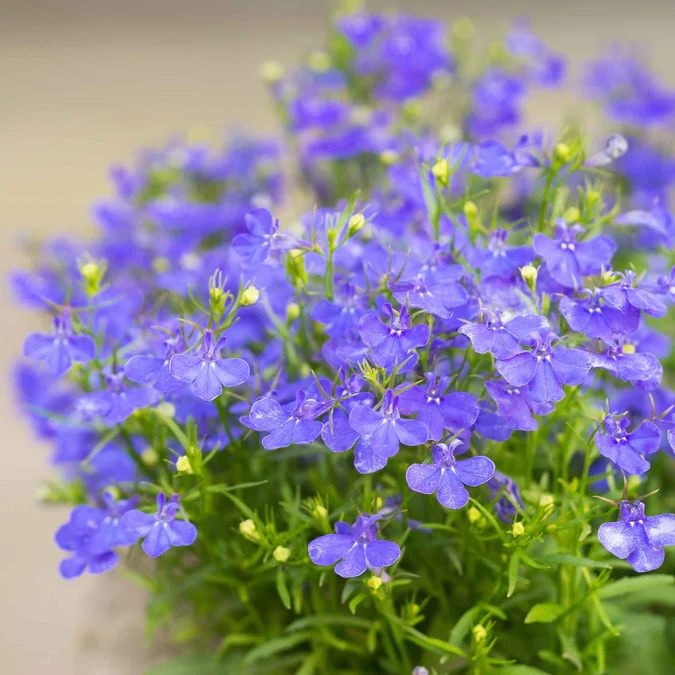 8000 graines de lobélia, faciles à cultiver, Graines de fleurs avec engrais, Graines de couvre-sol de fleurs sauvages, pour balcons, pots et bordures - 5