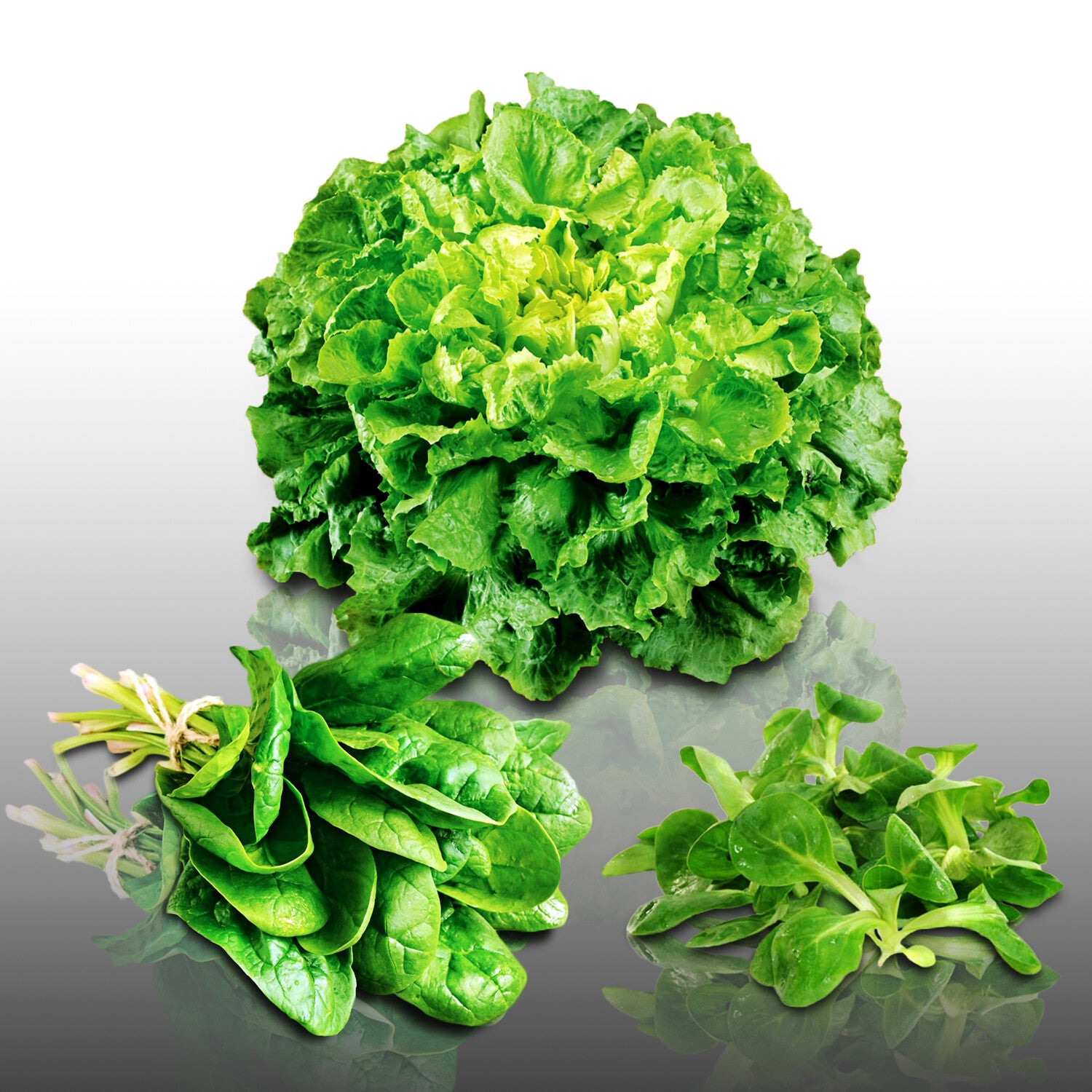 500 Graines À Semer - Le Grenier D'Abondance - Radis Demi-Long De 18