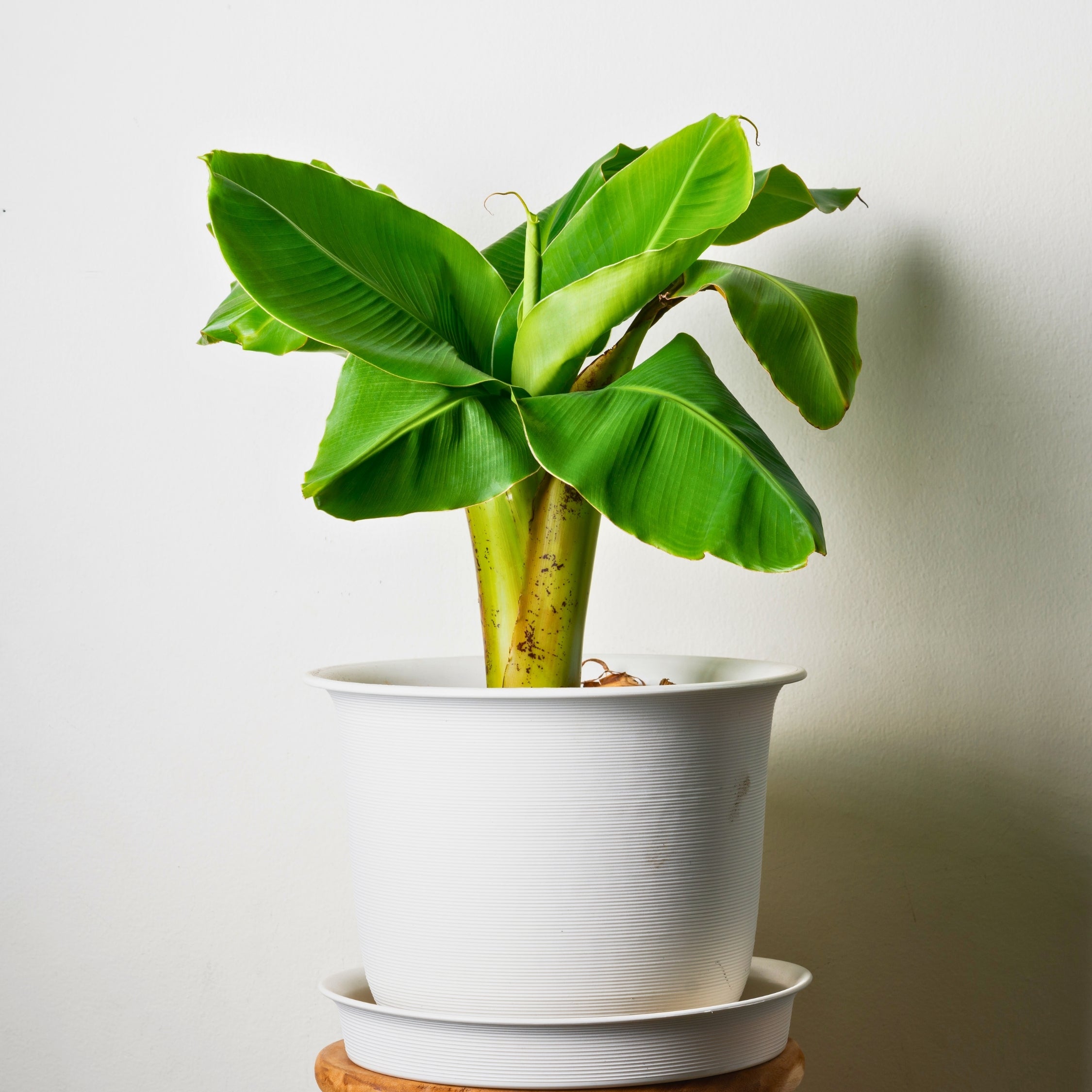 Banano giapponese - 2 Pezzi - Musa basjoo - Altezza 25-40cm - ⌀9cm - 3