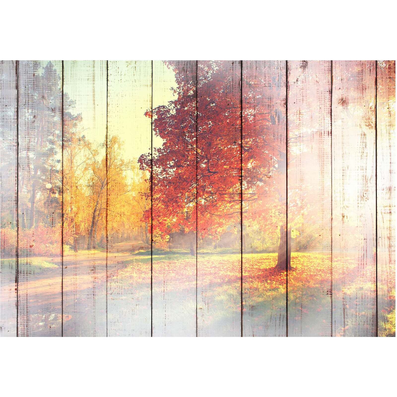 Papier peint adhésif Soleil d'automne - 441 x 315 cm - 2
