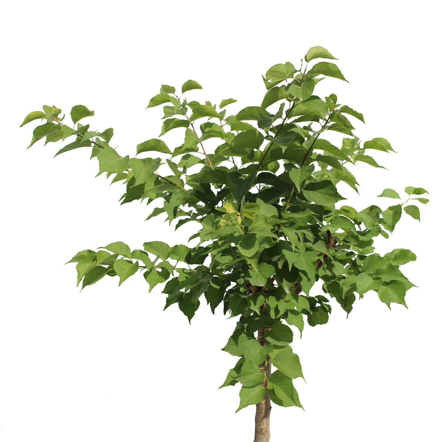 KENTIS - Abricotier nain - Prunus Armeniaca - Véritable Plante d'Extérieur - Plante Fruitière de Jardin - Pot Ø 24 cm - 2